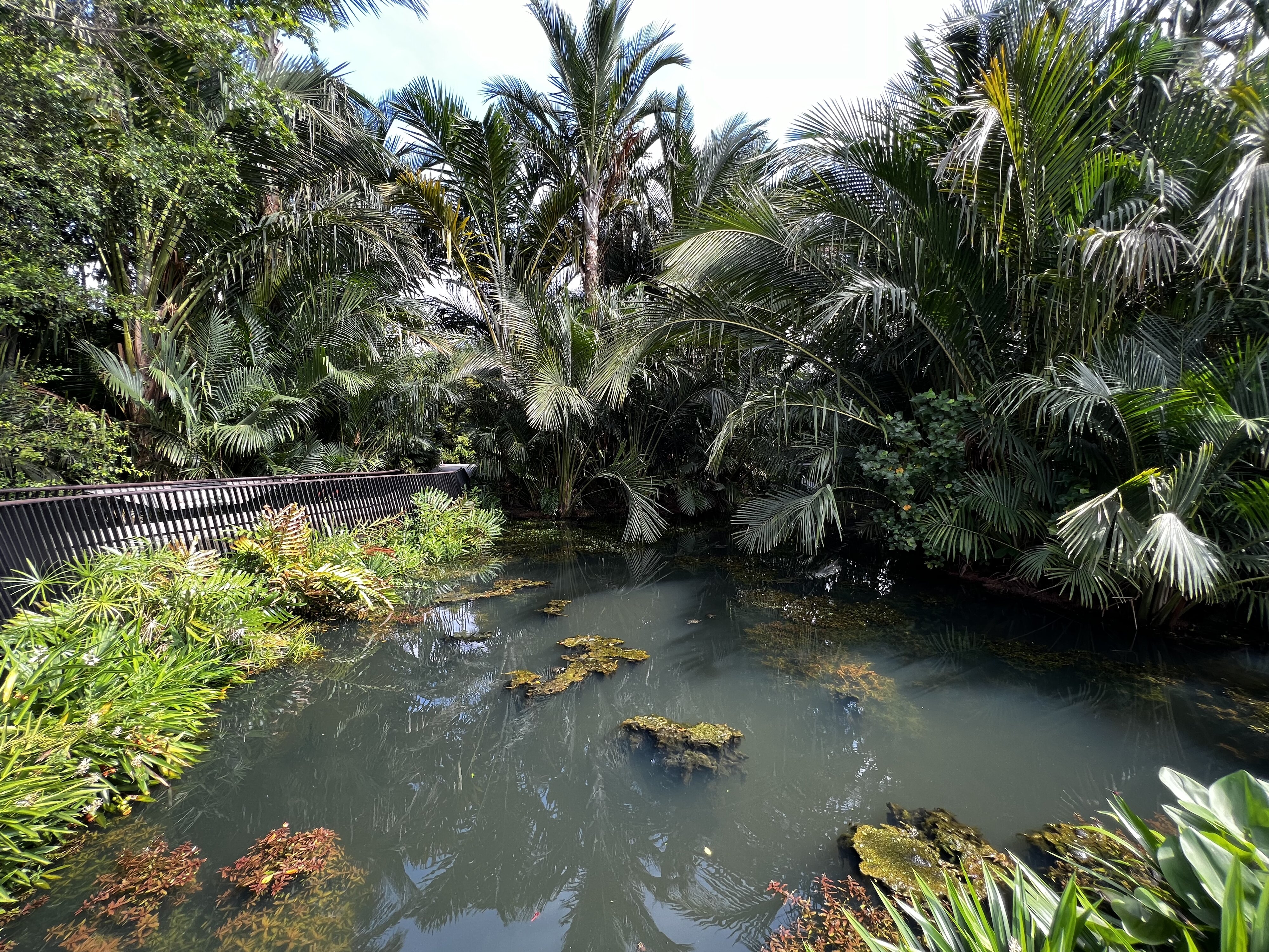 รูปถ่าย สิงคโปร์(Singapore) สวนพฤกษศาสตร์สิงคโปร์(Singapore Botanic Gardens) 2023-01 121
