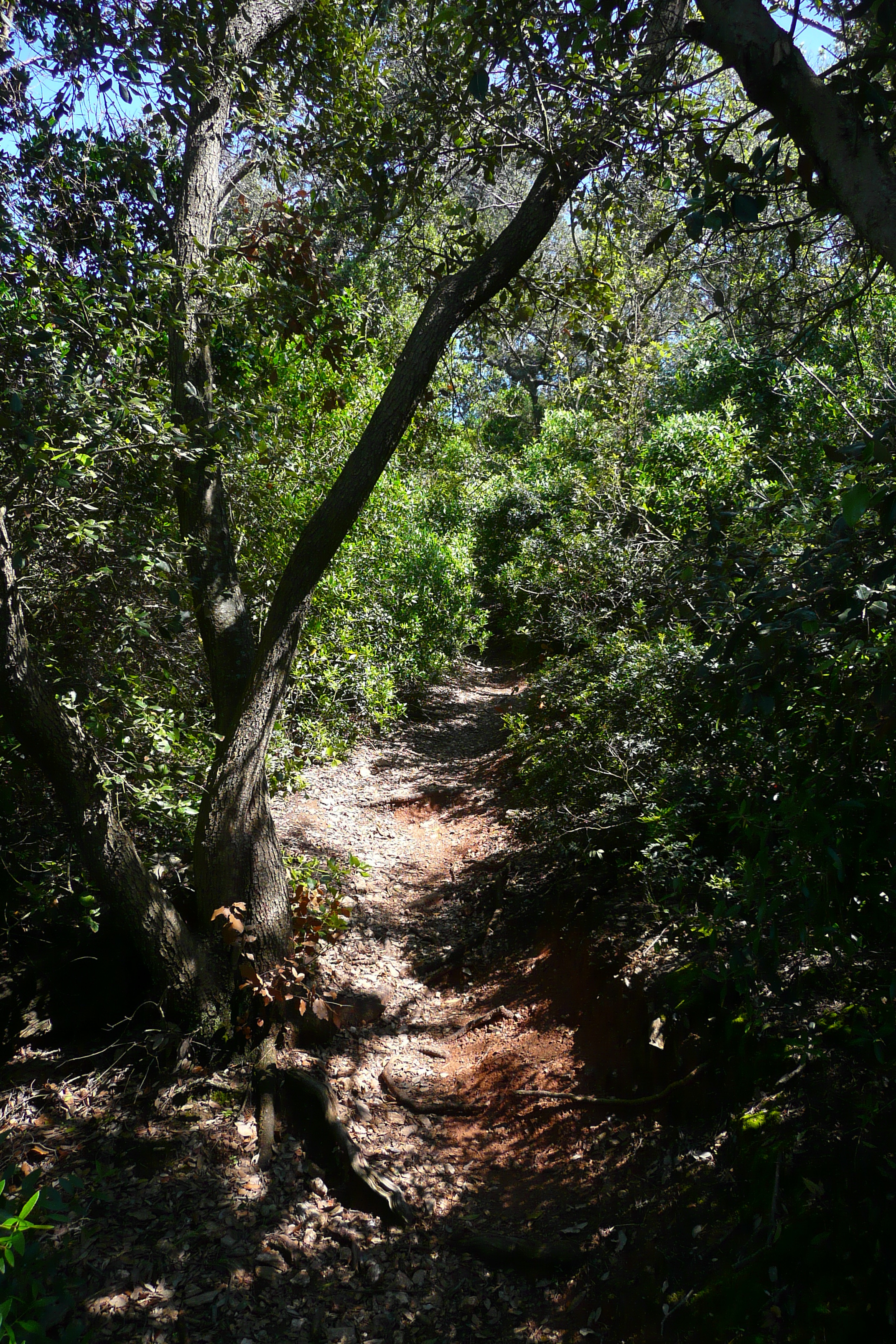 รูปถ่าย ฝรั่งเศส(France) เกาะปอร์เกอรอล(Porquerolles Island) แหลมเลอแก็ง(Pointe du Lequin) 2008-05 28