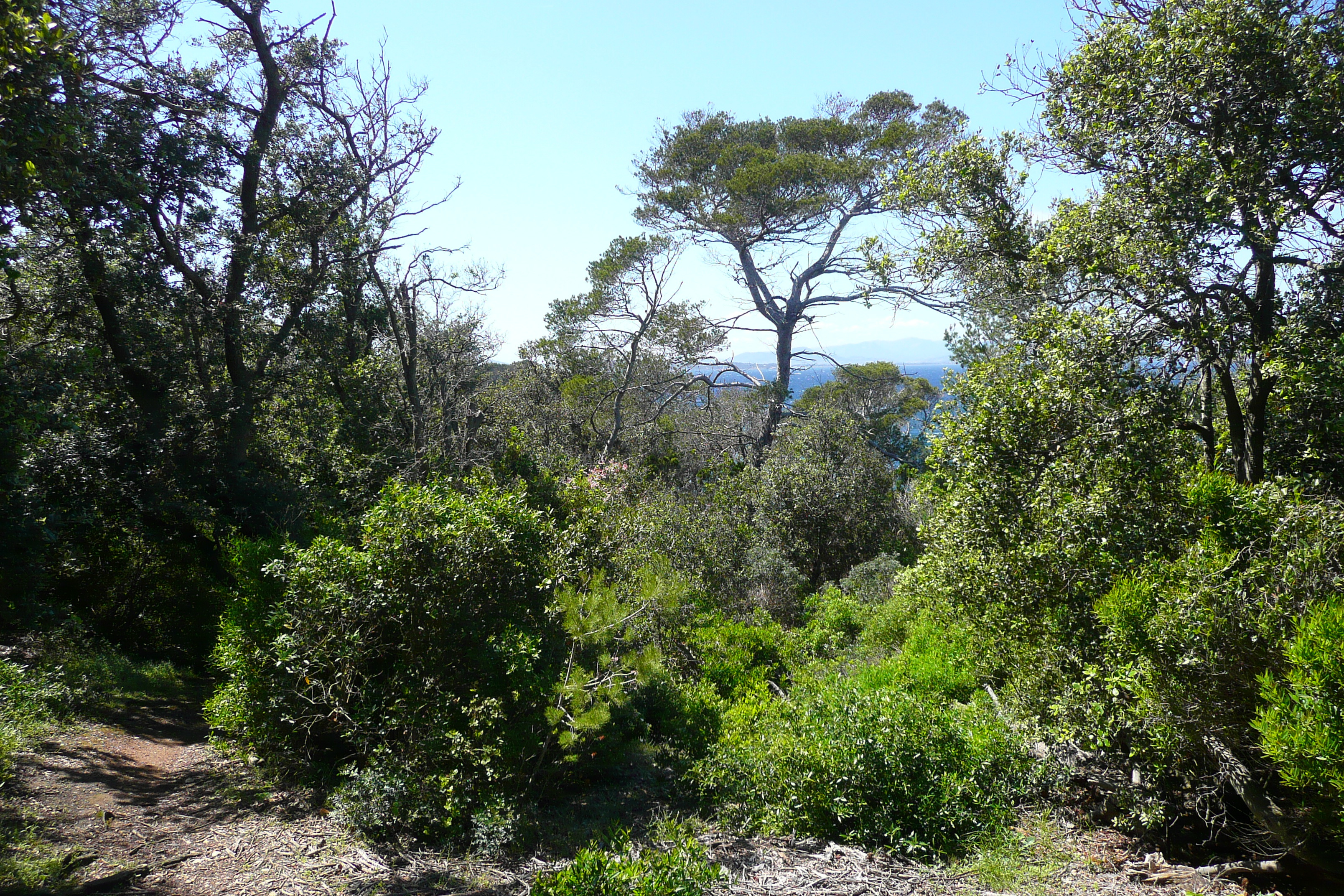 รูปถ่าย ฝรั่งเศส(France) เกาะปอร์เกอรอล(Porquerolles Island) แหลมเลอแก็ง(Pointe du Lequin) 2008-05 30