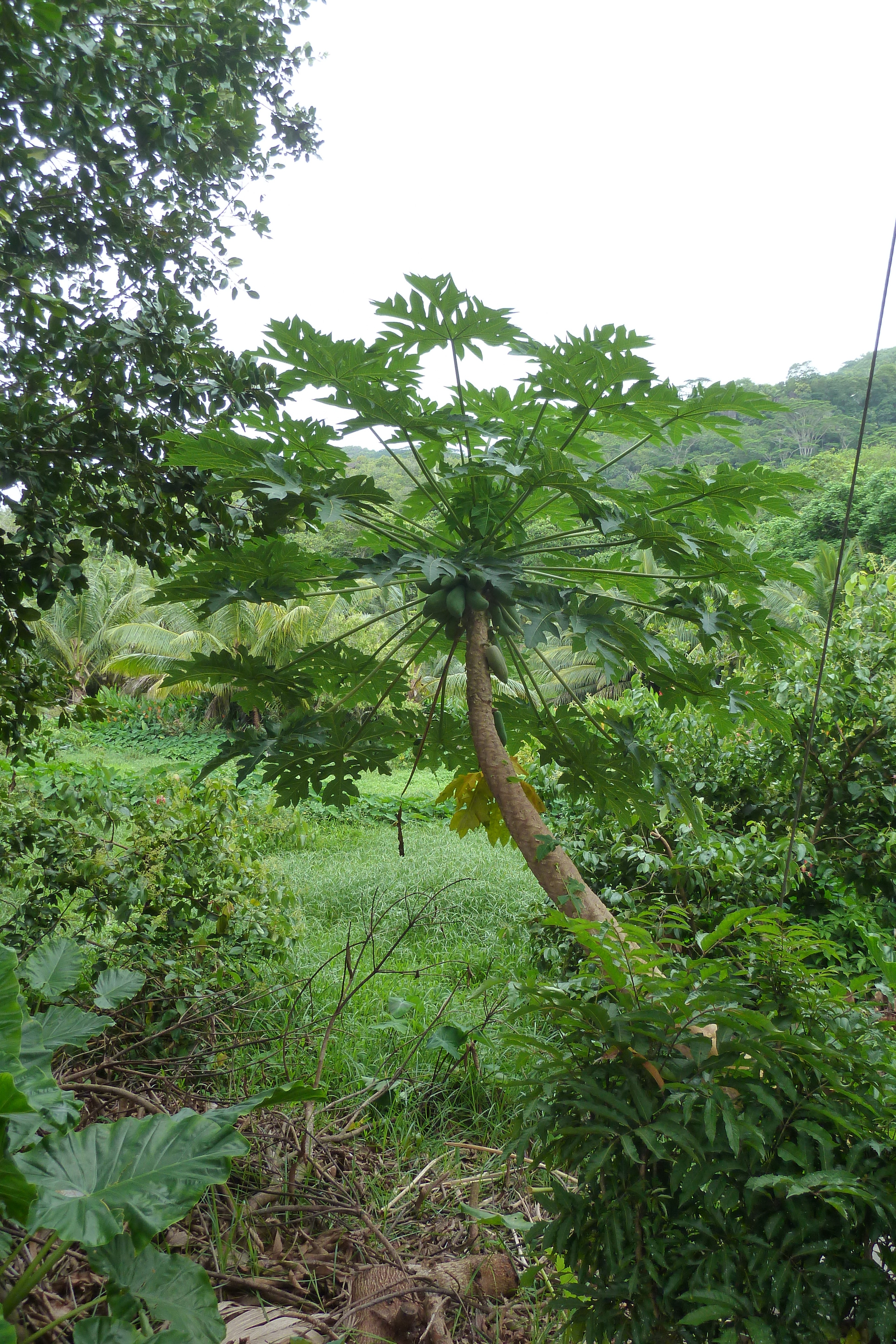 รูปถ่าย เซเชลส์(Seychelles) เกาะลาดีก(La Digue) 2011-10 74