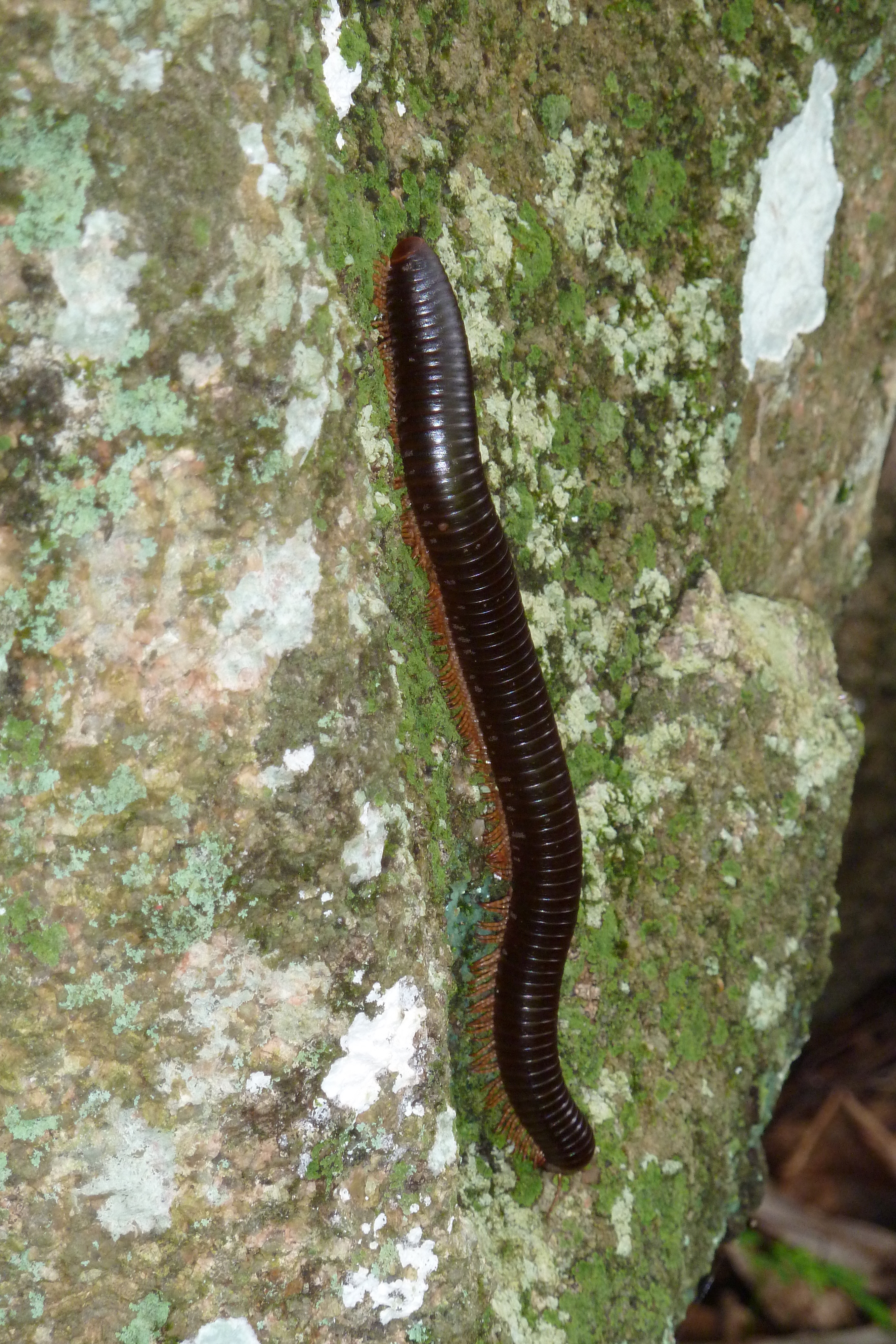 รูปถ่าย เซเชลส์(Seychelles) 2011-10 107