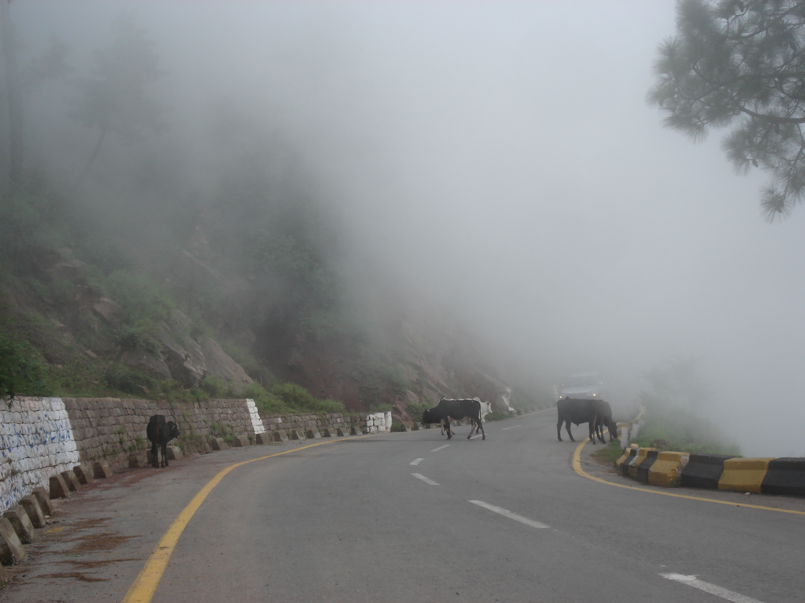 รูปถ่าย ปากีสถาน(Pakistan) มืร์รี(Murree) 2006-08 162