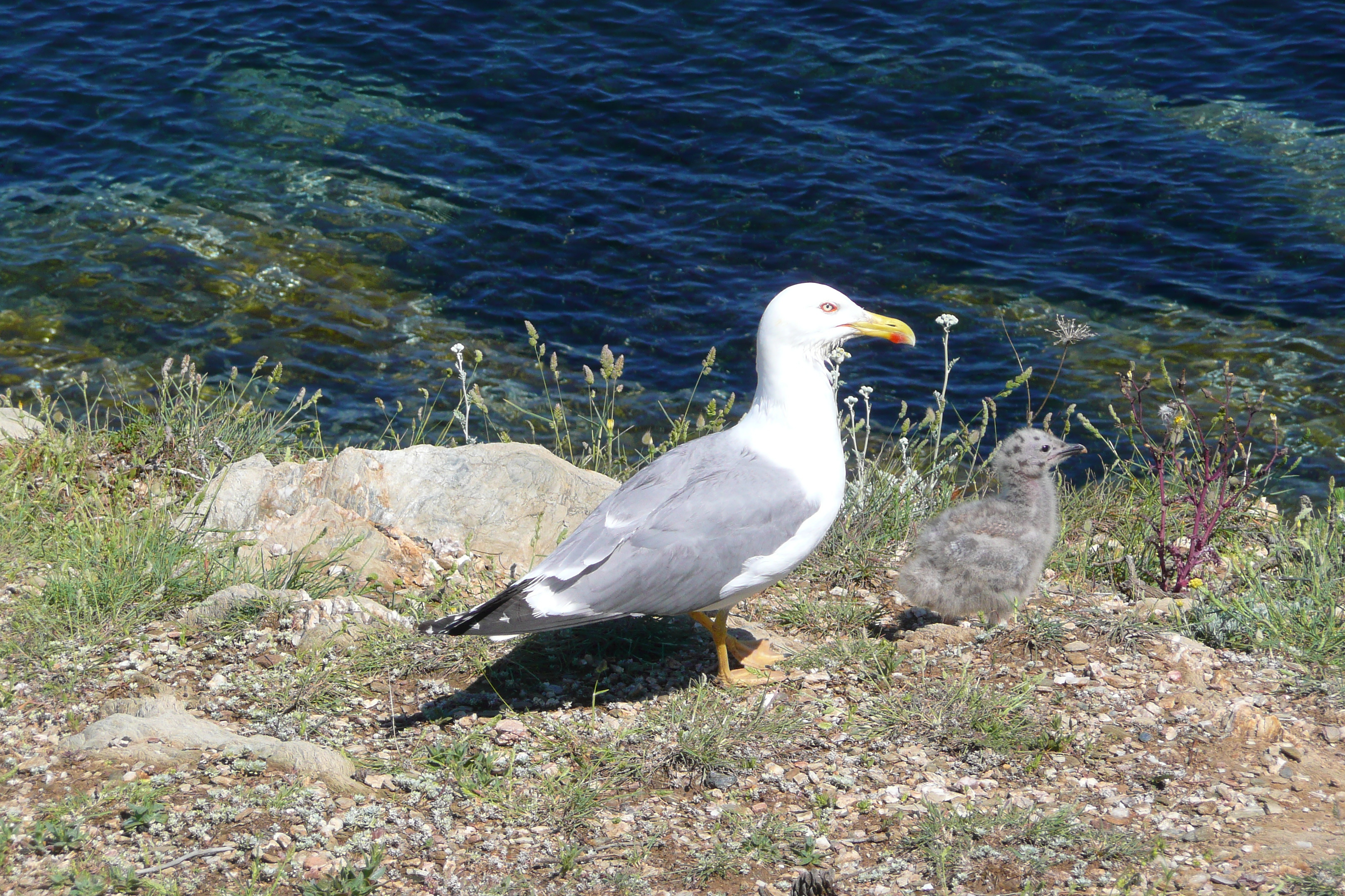 รูปถ่าย ฝรั่งเศส(France) เกาะปอร์เกอรอล(Porquerolles Island) หาดอาลีกัสตร์(Alycastre beach) 2008-05 15