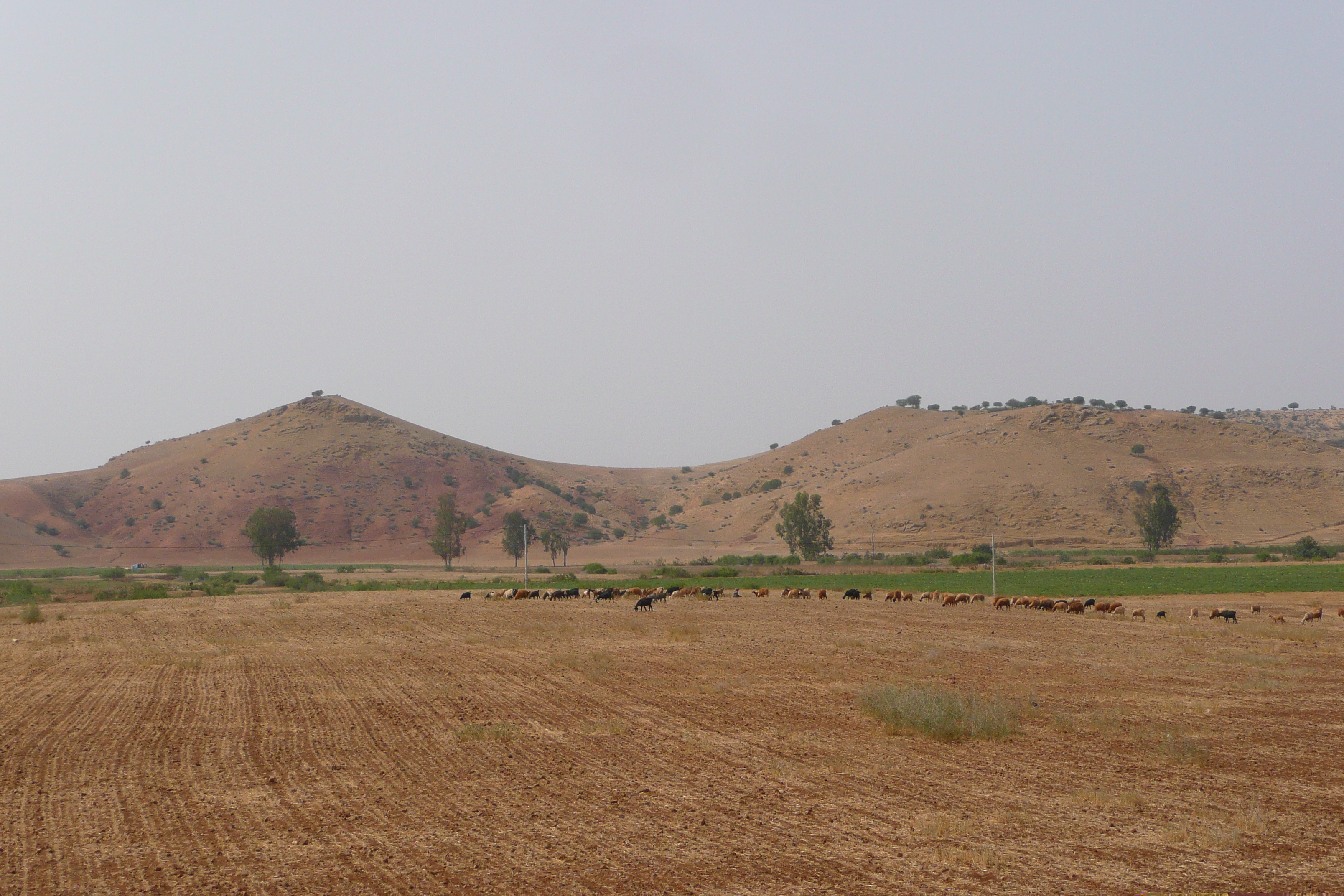 รูปถ่าย โมร็อกโก(Morocco) ถนนจากเฟสไปราบัต(Fes to Rabat Road) 2008-07 33