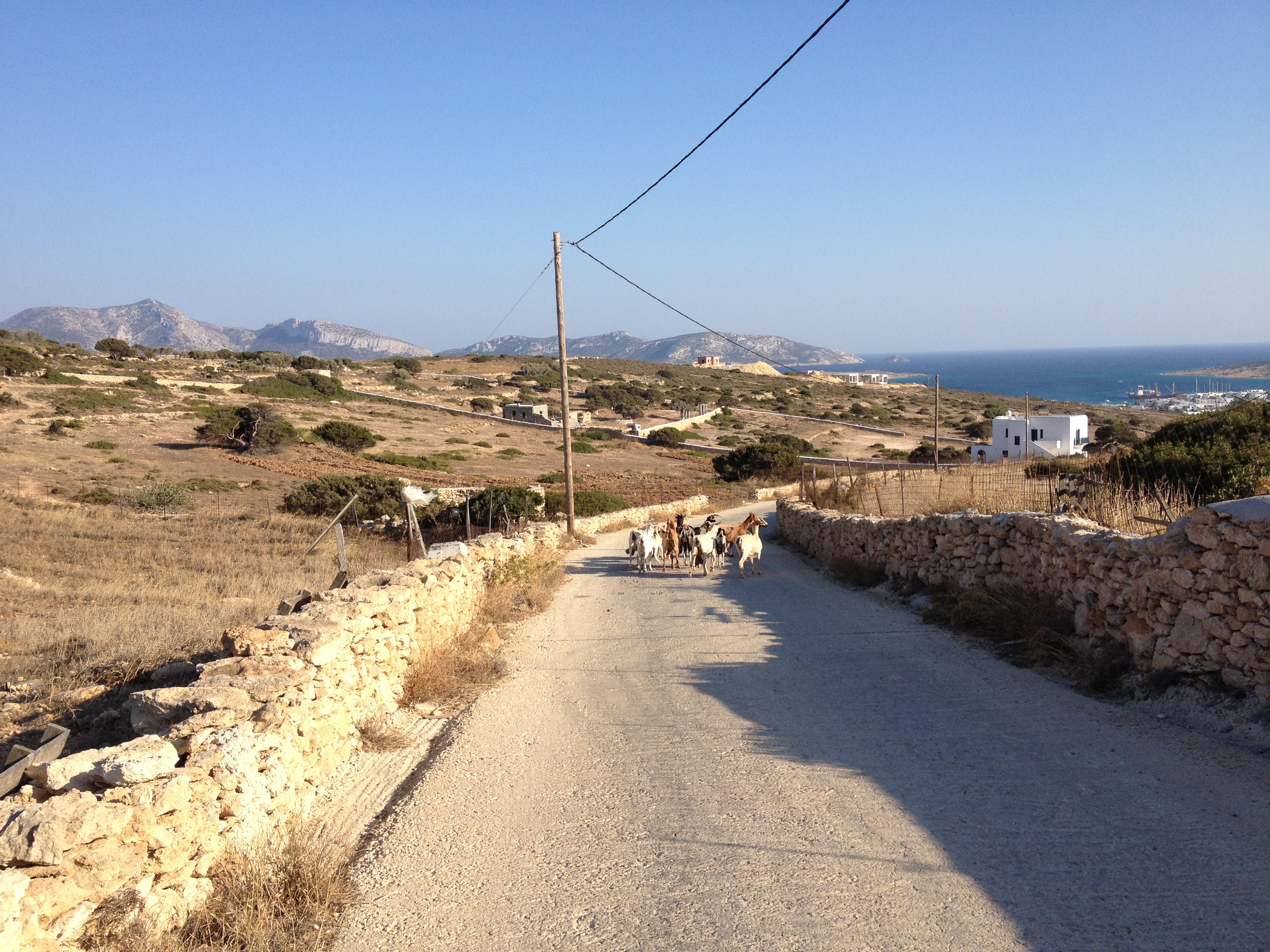 รูปถ่าย กรีก(Greece) เกาะคูโฟนิสเซีย(Koufonissia) 2014-07 9