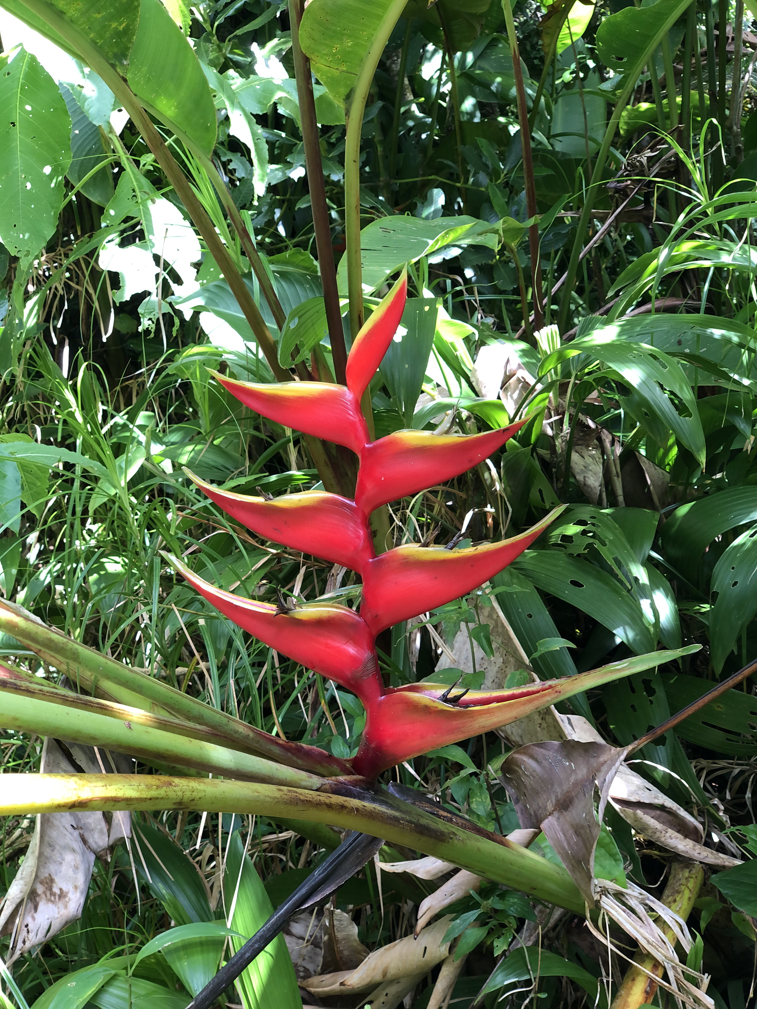 รูปถ่าย กวาเดอลูป(Guadeloupe) ภูเขาไฟลากร็องด์ซูฟรีแยร์(La Grande Soufriere) 2021-02 74