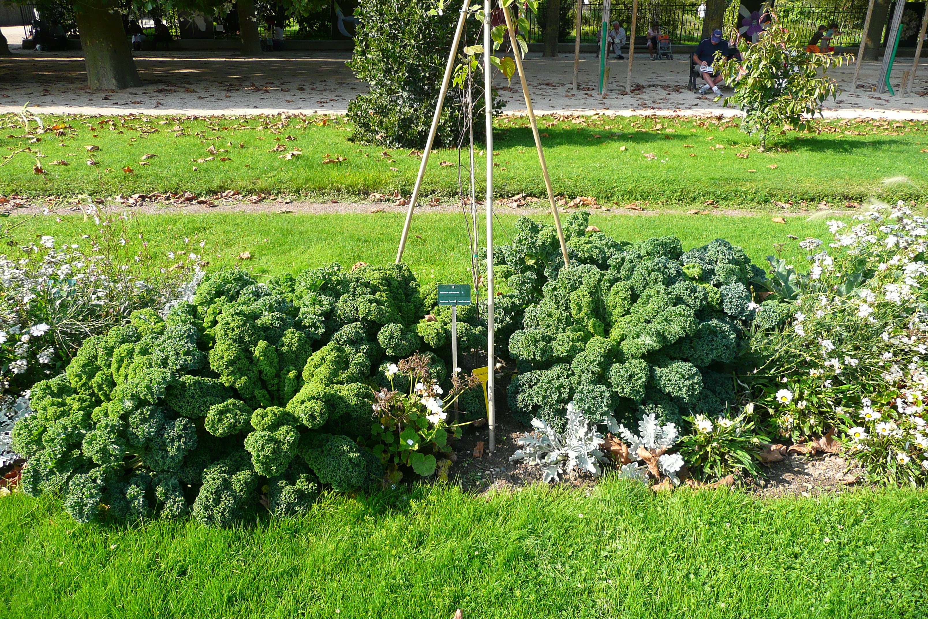 รูปถ่าย ฝรั่งเศส(France) ปารีส(Paris) สวนพันธ์ุพืช(Jardin des Plantes) 2007-08 141