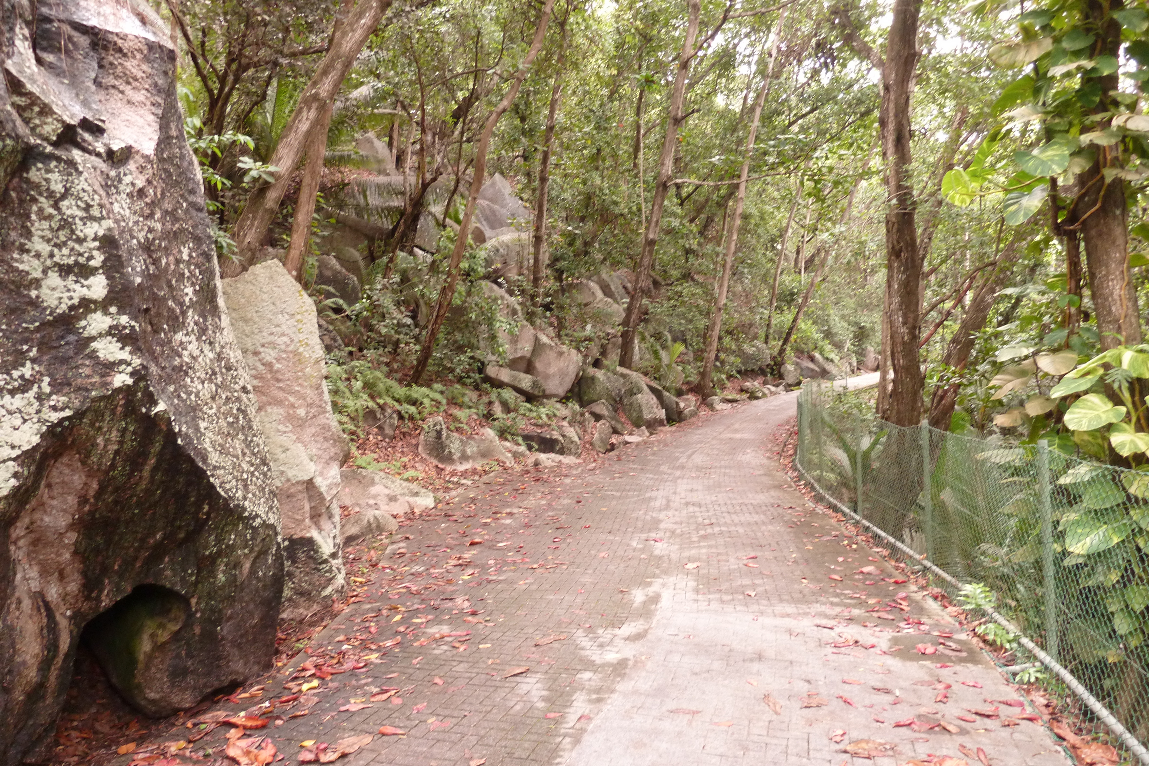 รูปถ่าย เซเชลส์(Seychelles) เกาะลาดีก(La Digue) 2011-10 168
