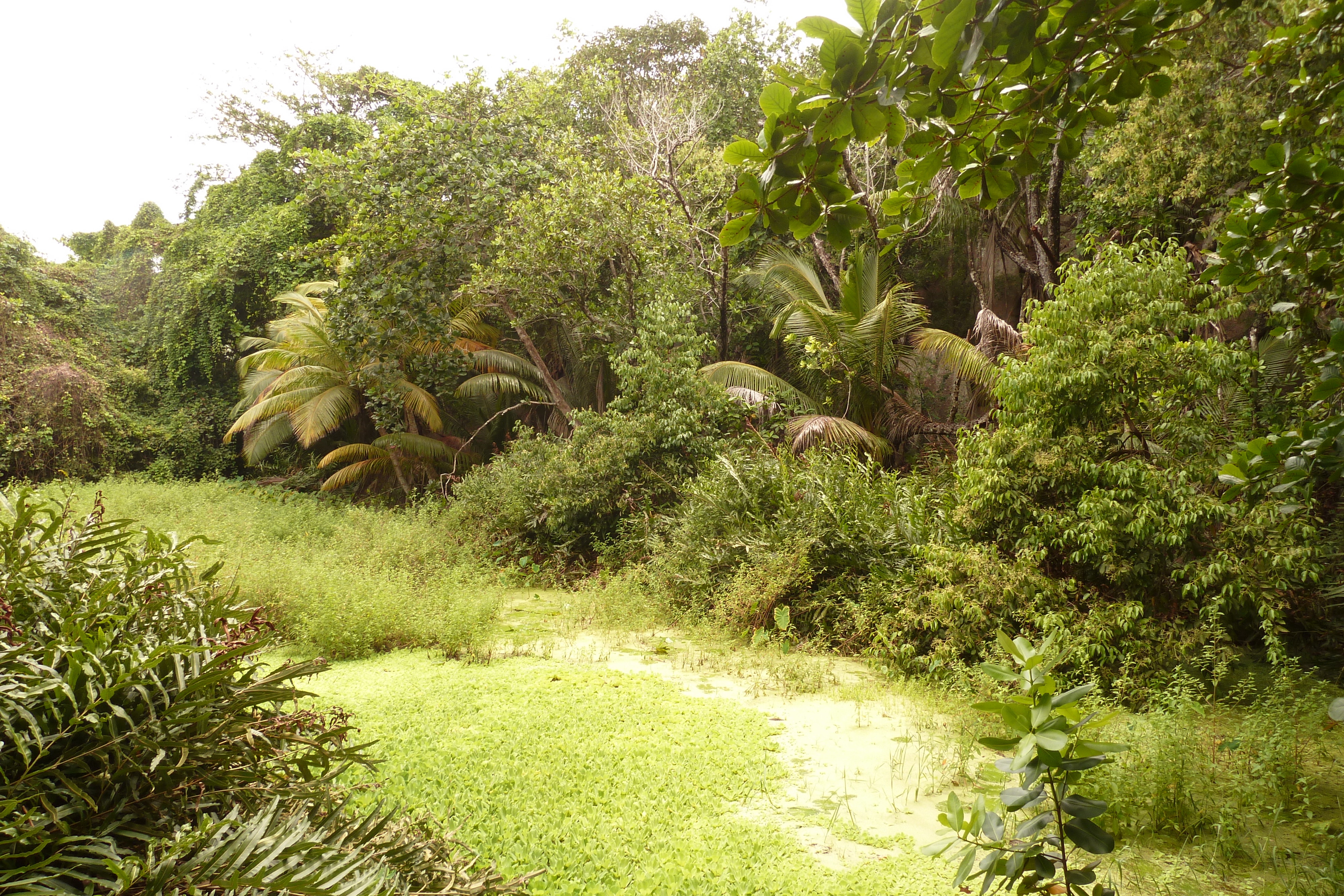 รูปถ่าย เซเชลส์(Seychelles) เกาะลาดีก(La Digue) 2011-10 75