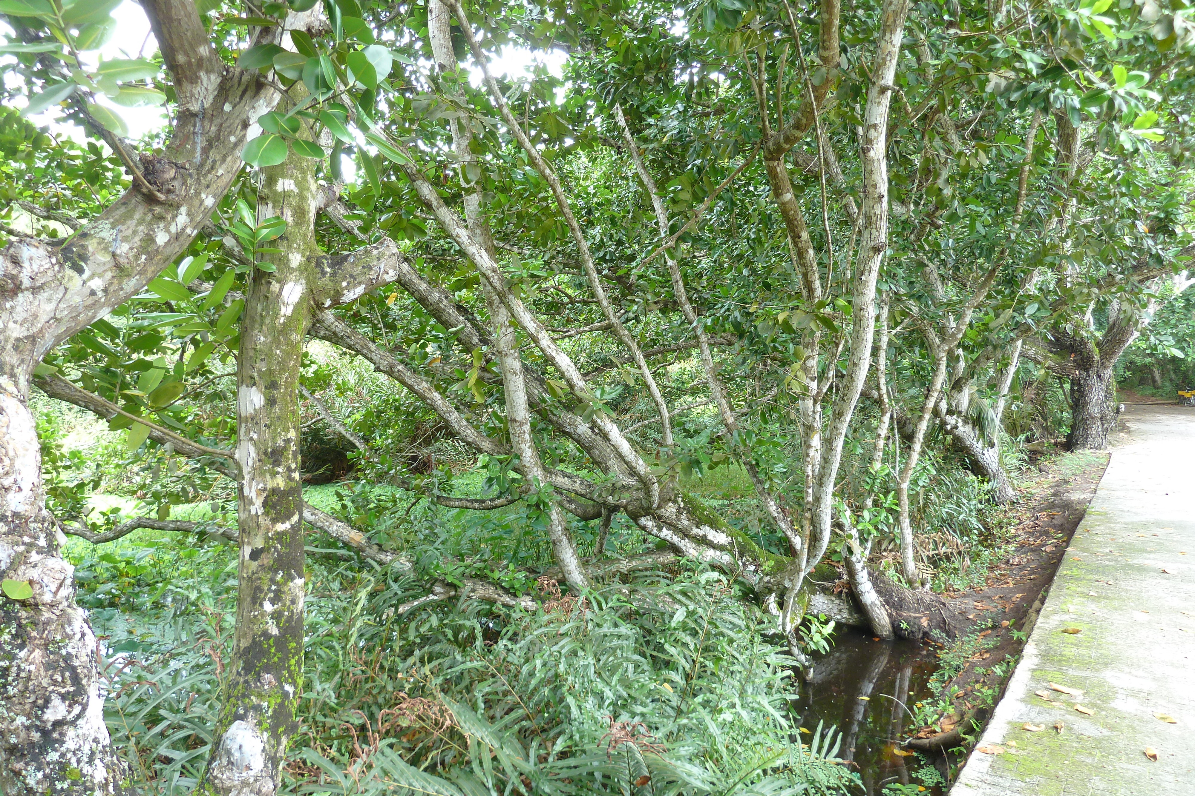 รูปถ่าย เซเชลส์(Seychelles) เกาะลาดีก(La Digue) 2011-10 92
