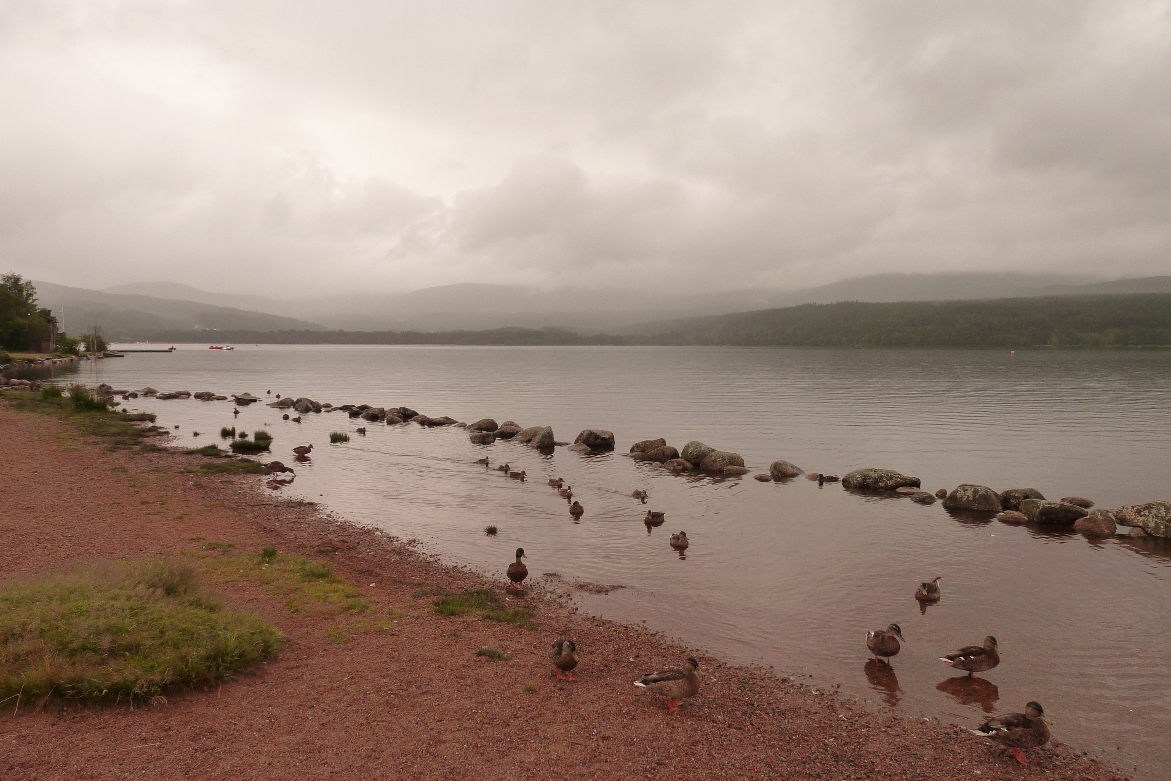 รูปถ่าย อังกฤษ(United Kingdom) สกอตแลนด์(Scotland) ถนนจากฟอร์เรสไปเอวีมอร์(Forres to Aviemore road) 2011-07 20