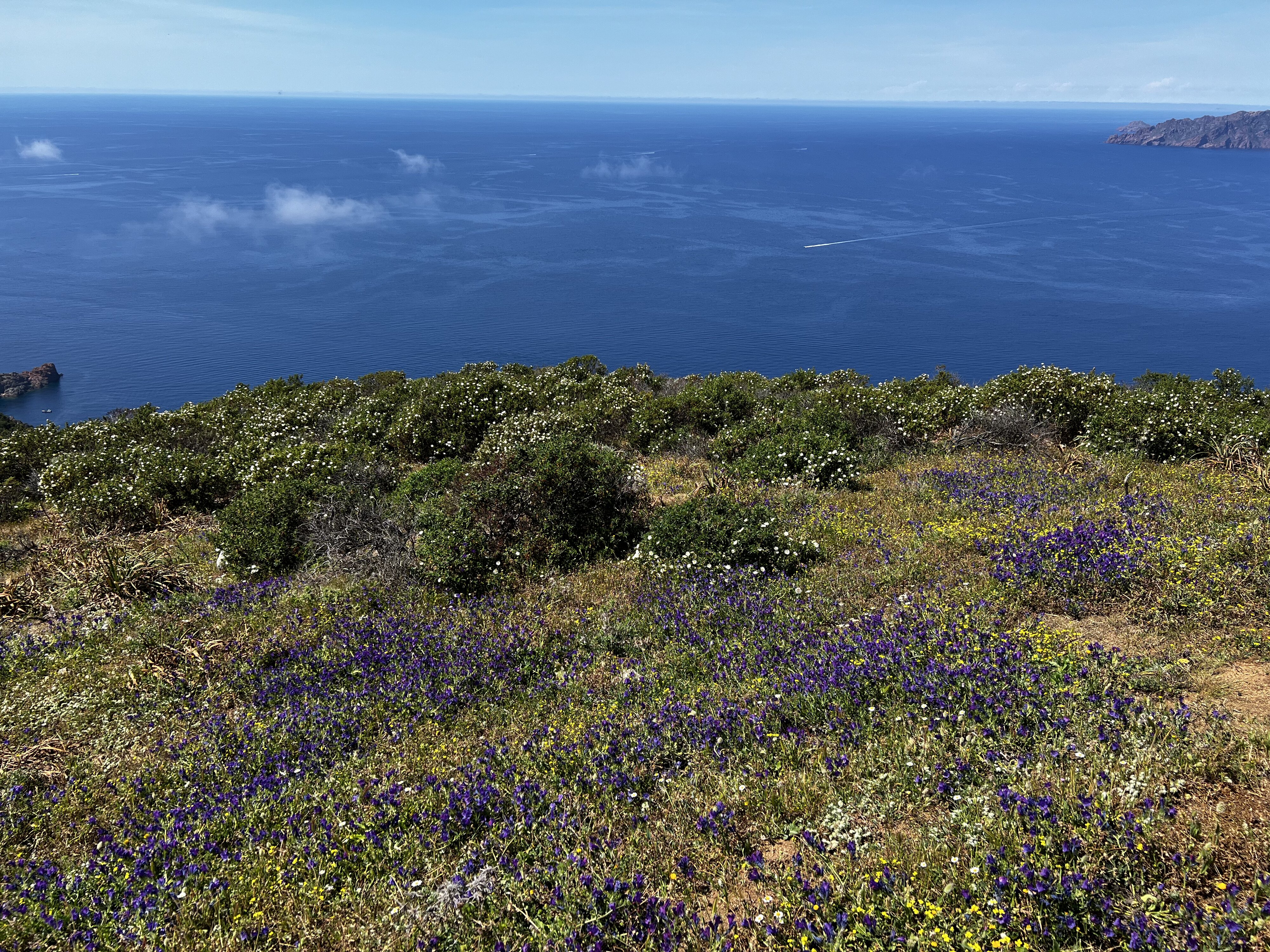 รูปถ่าย ฝรั่งเศส(France) คอร์สิคา(Corsica) แหลมกาโปรอสโซ(Capo Rosso) 2023-05 19