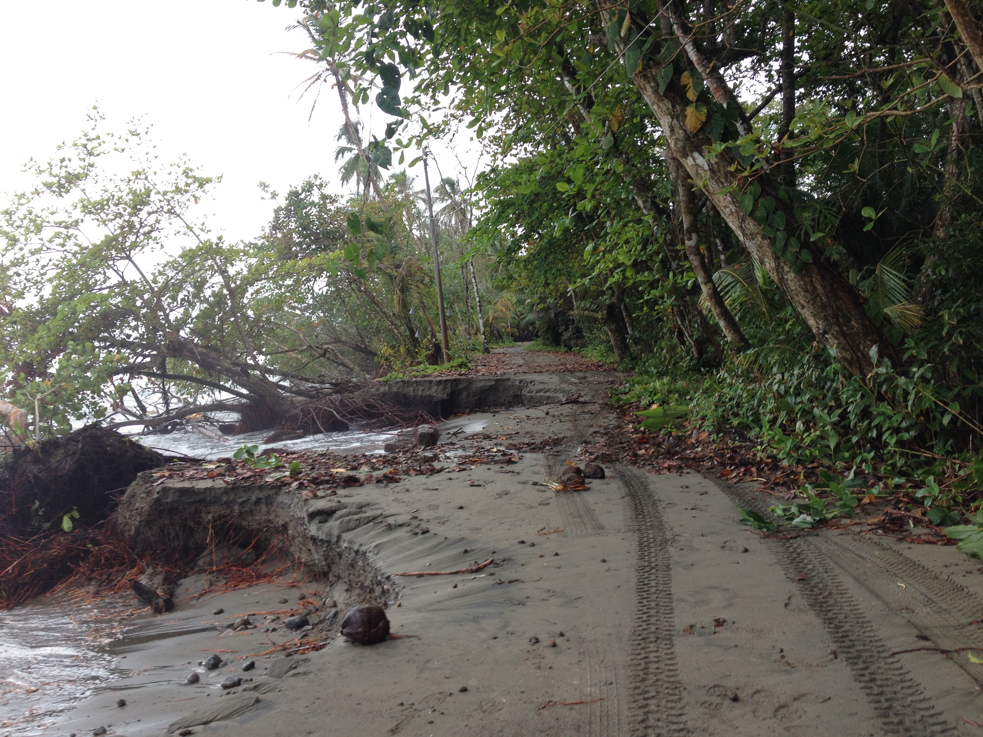 รูปถ่าย คอสตาริกา(Costa Rica) กาอุยตา(Cahuita) 2015-03 208