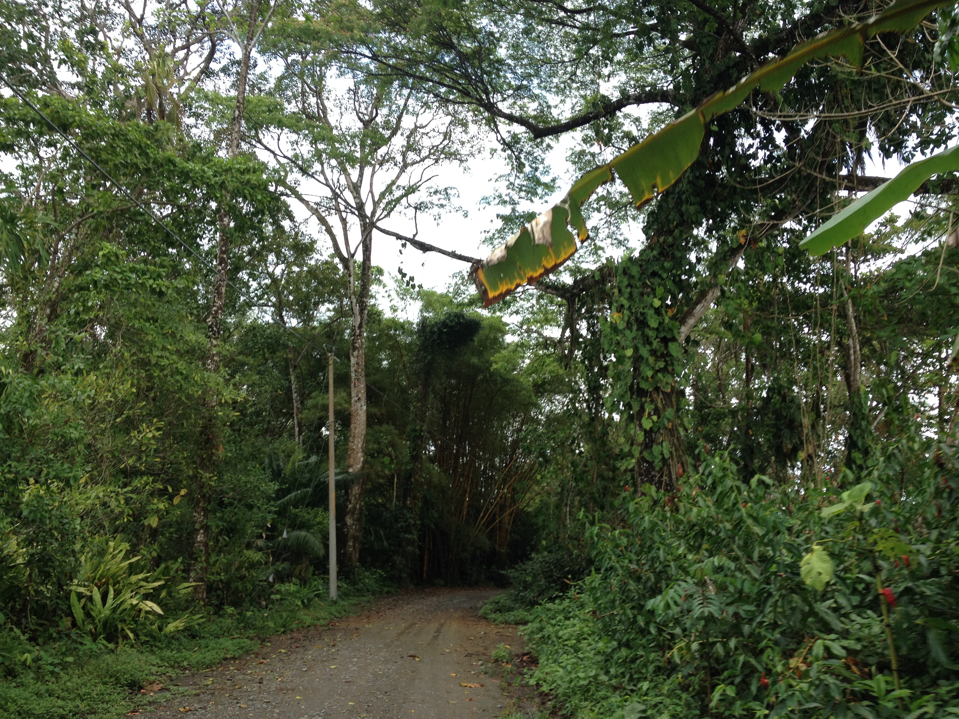 รูปถ่าย คอสตาริกา(Costa Rica) กาอุยตา(Cahuita) 2015-03 87