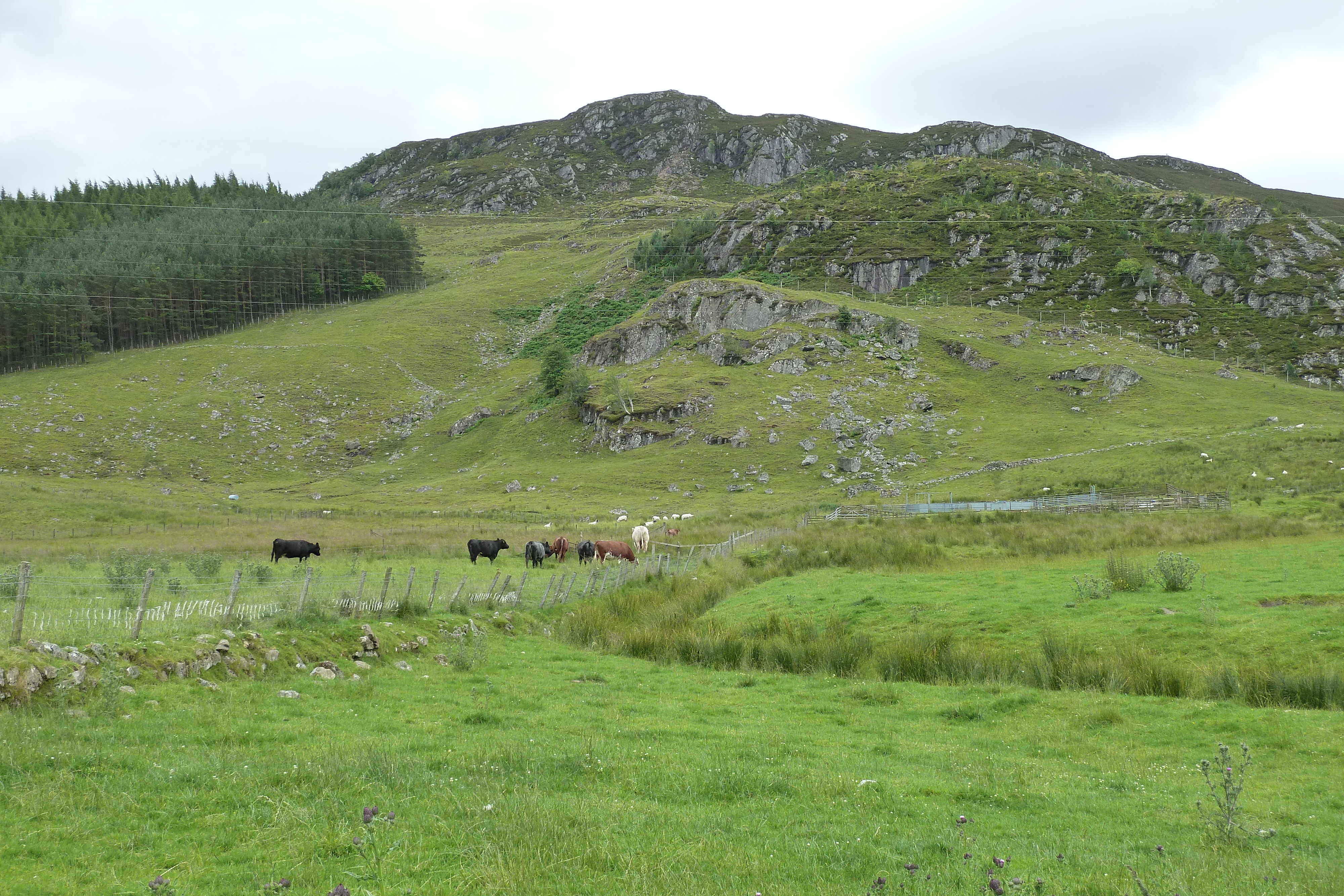 รูปถ่าย อังกฤษ(United Kingdom) สกอตแลนด์(Scotland) ถนนจากฟอร์เรสไปเอวีมอร์(Forres to Aviemore road) 2011-07 14