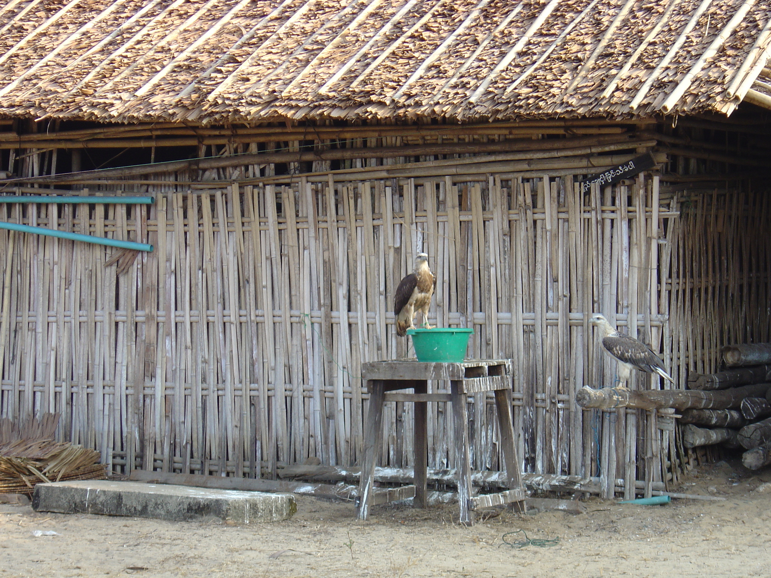 รูปถ่าย พม่า(Myanmar) หาดหม่องมะกัน(Maungmagan beach) 2005-01 21