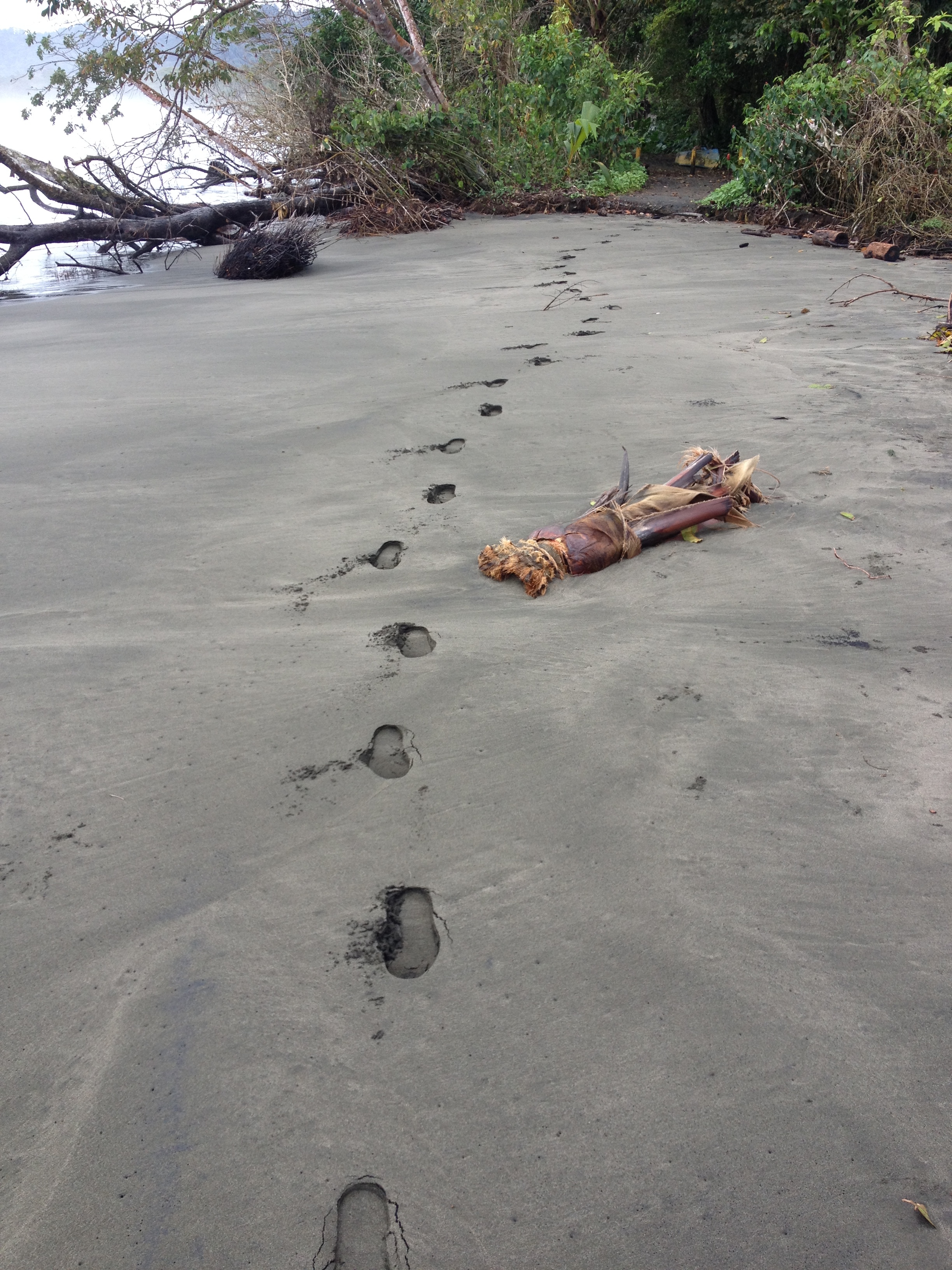 รูปถ่าย คอสตาริกา(Costa Rica) กาอุยตา(Cahuita) 2015-03 174