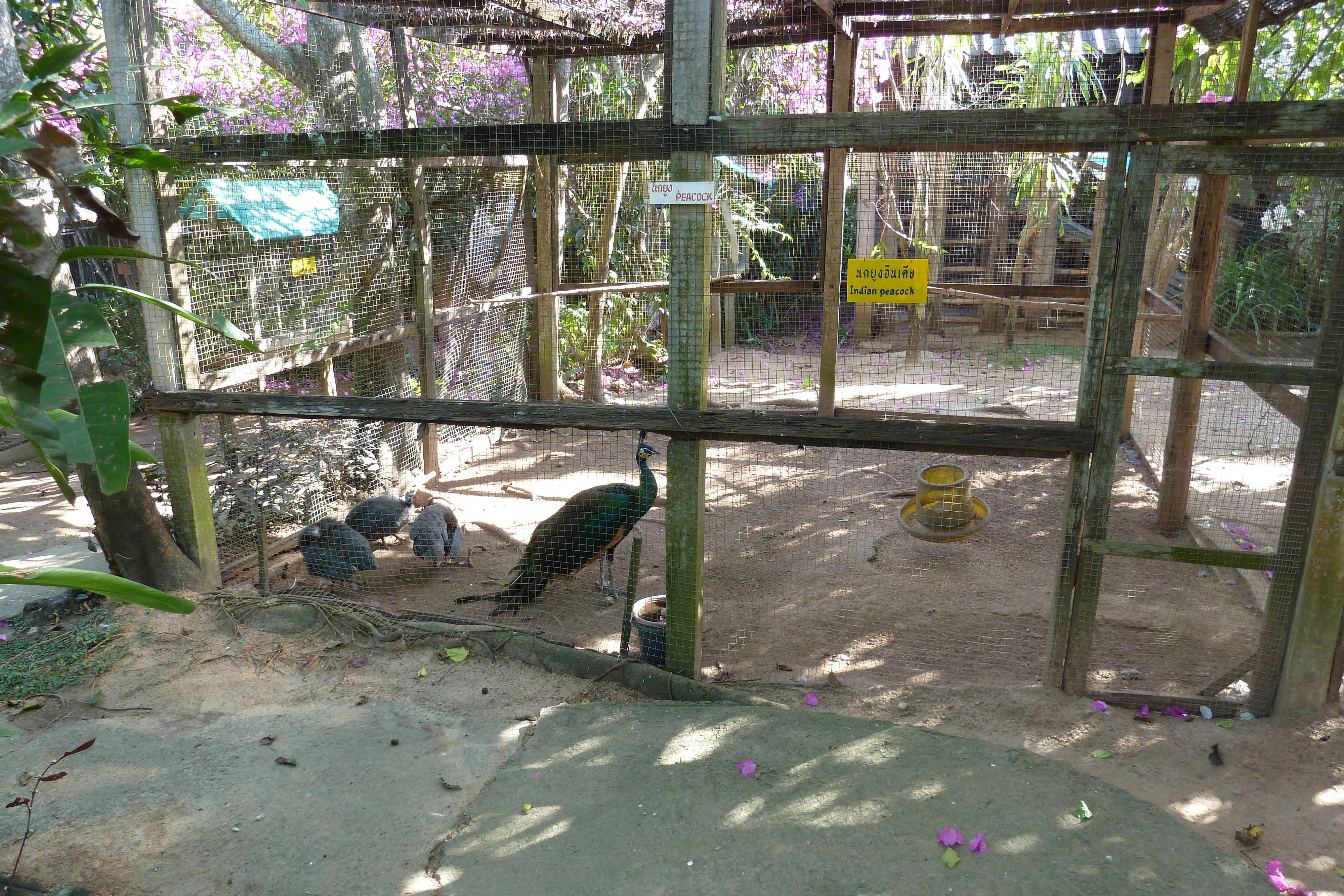 รูปถ่าย ไทย(Thailand) เชียงใหม่(Chiang Mai) ฟาร์มงูแม่สา(Mae Sa Snake Farm) 2010-12 24