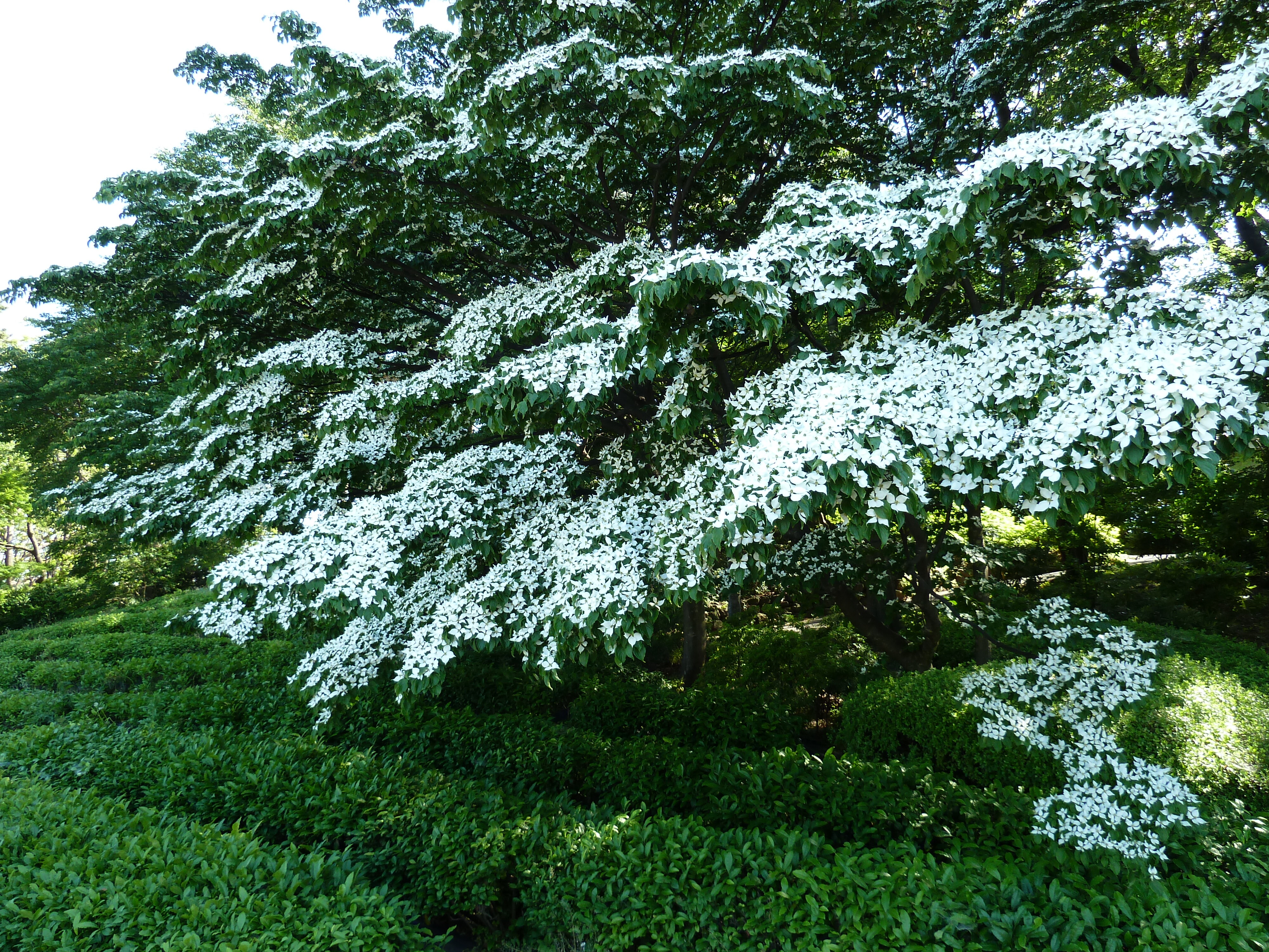 รูปถ่าย ญี่ปุ่น(Japan) โตเกียว(Tokyo) พระราชวังหลวง(Imperial Palace) 2010-06 90