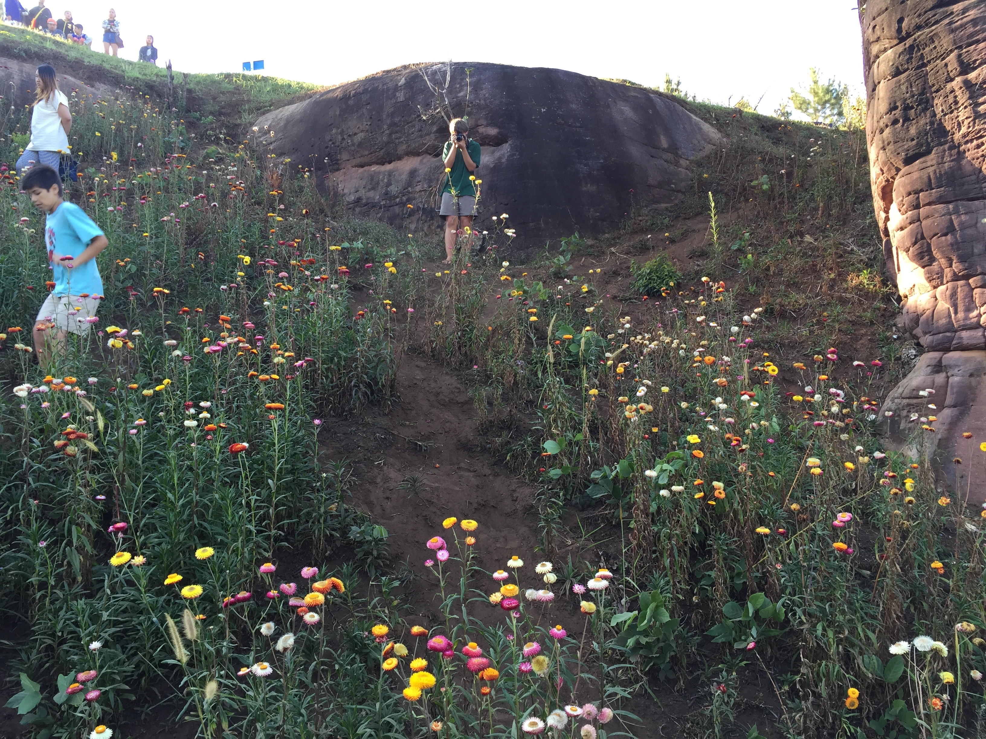 รูปถ่าย ไทย(Thailand) อุทยานแห่งชาติภูหินร่องกล้า(Phu Hin Rong Kla National Park) 2014-12 306