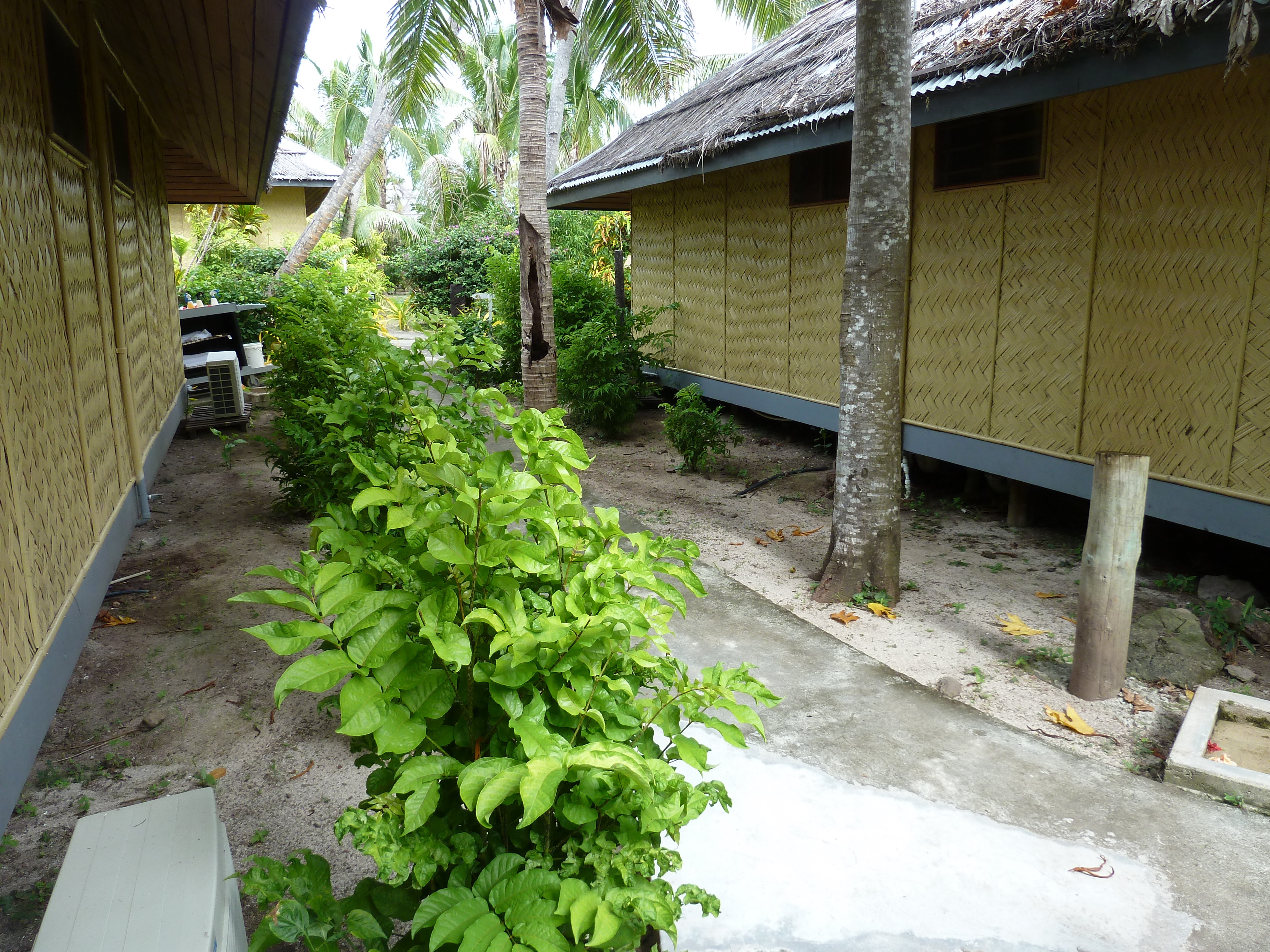 รูปถ่าย ฟิจิ(Fiji) รีสอร์ตเกาะอามูนูกา(Amunuca Island Resort) 2010-05 56