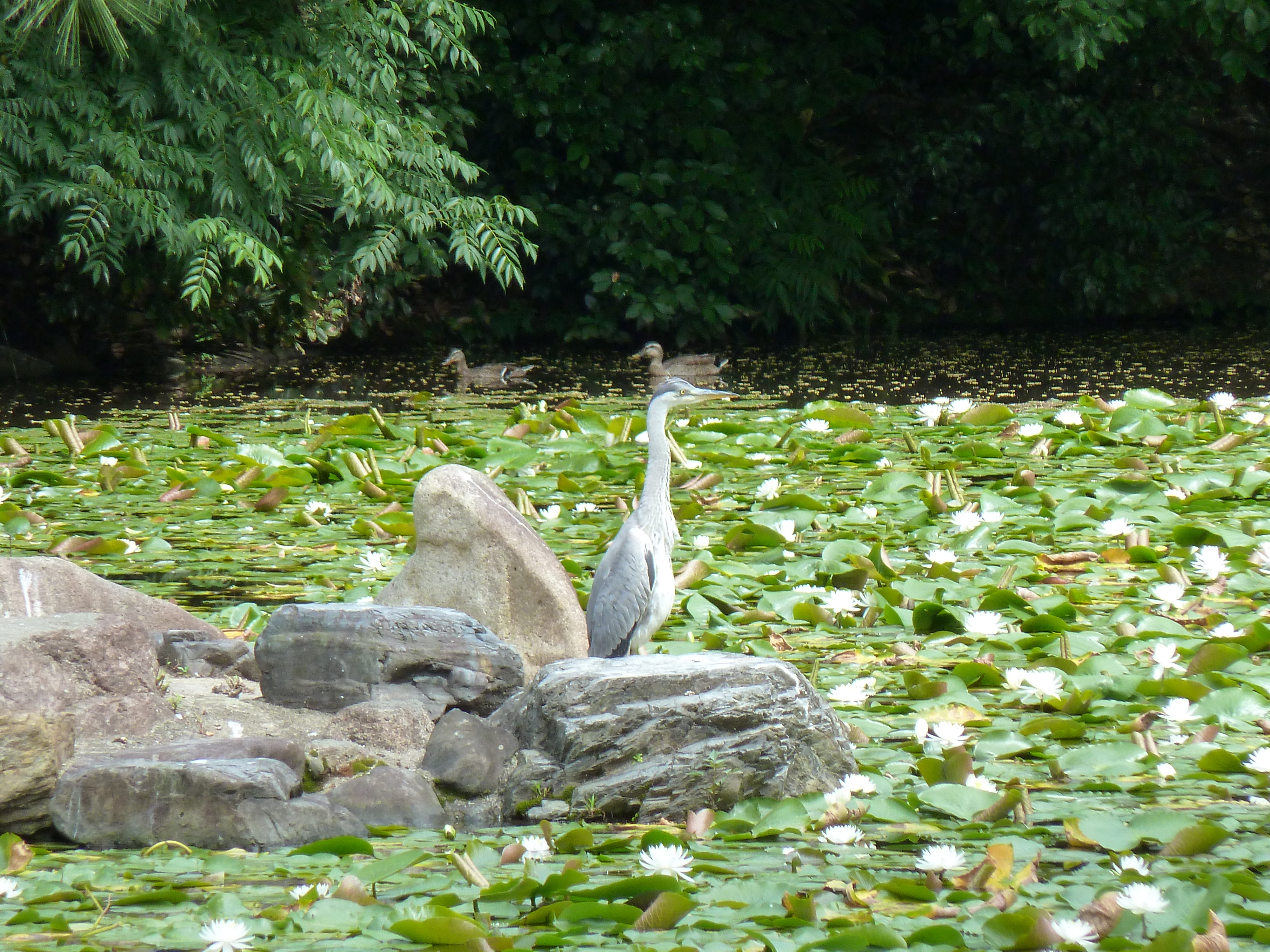 รูปถ่าย ญี่ปุ่น(Japan) เกียวโต(Kyoto) สวนโชเซเอ็ง(Shosei en Garden) 2010-06 49