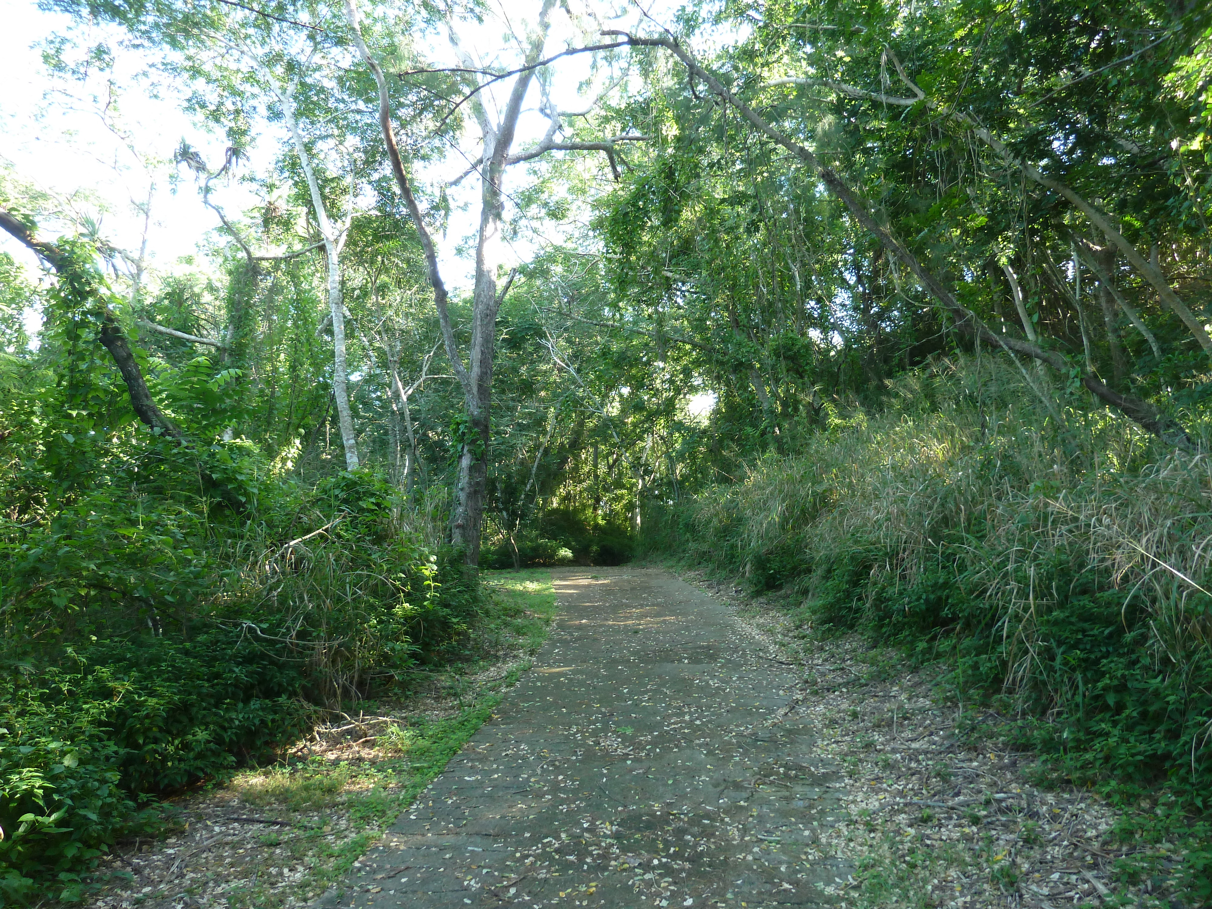 รูปถ่าย ฟิจิ(Fiji) อุทยานแห่งชาติเนินทรายซิงกาโตกา(Sigatoka sand dunes national park) 2010-05 45