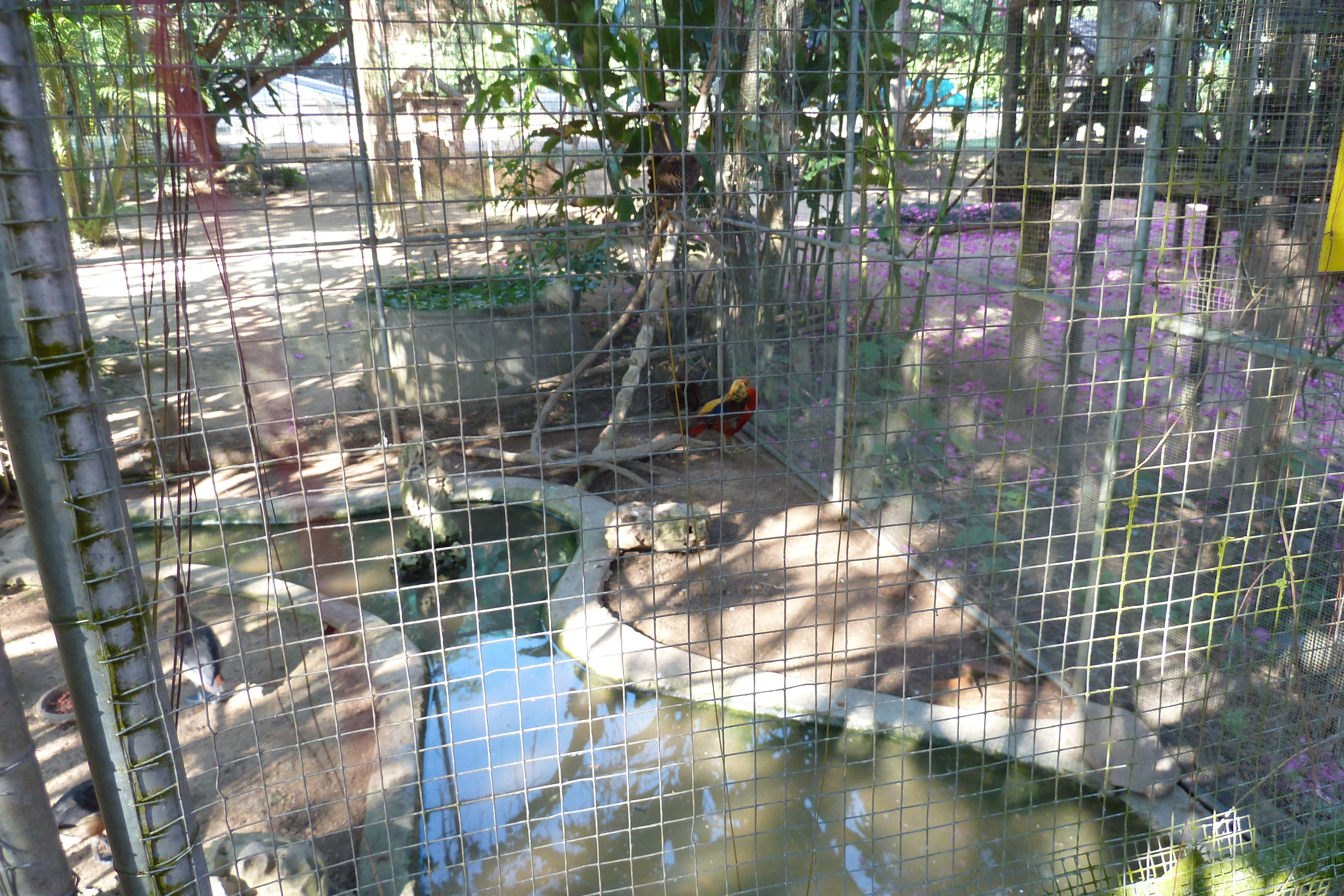 รูปถ่าย ไทย(Thailand) เชียงใหม่(Chiang Mai) ฟาร์มงูแม่สา(Mae Sa Snake Farm) 2010-12 82