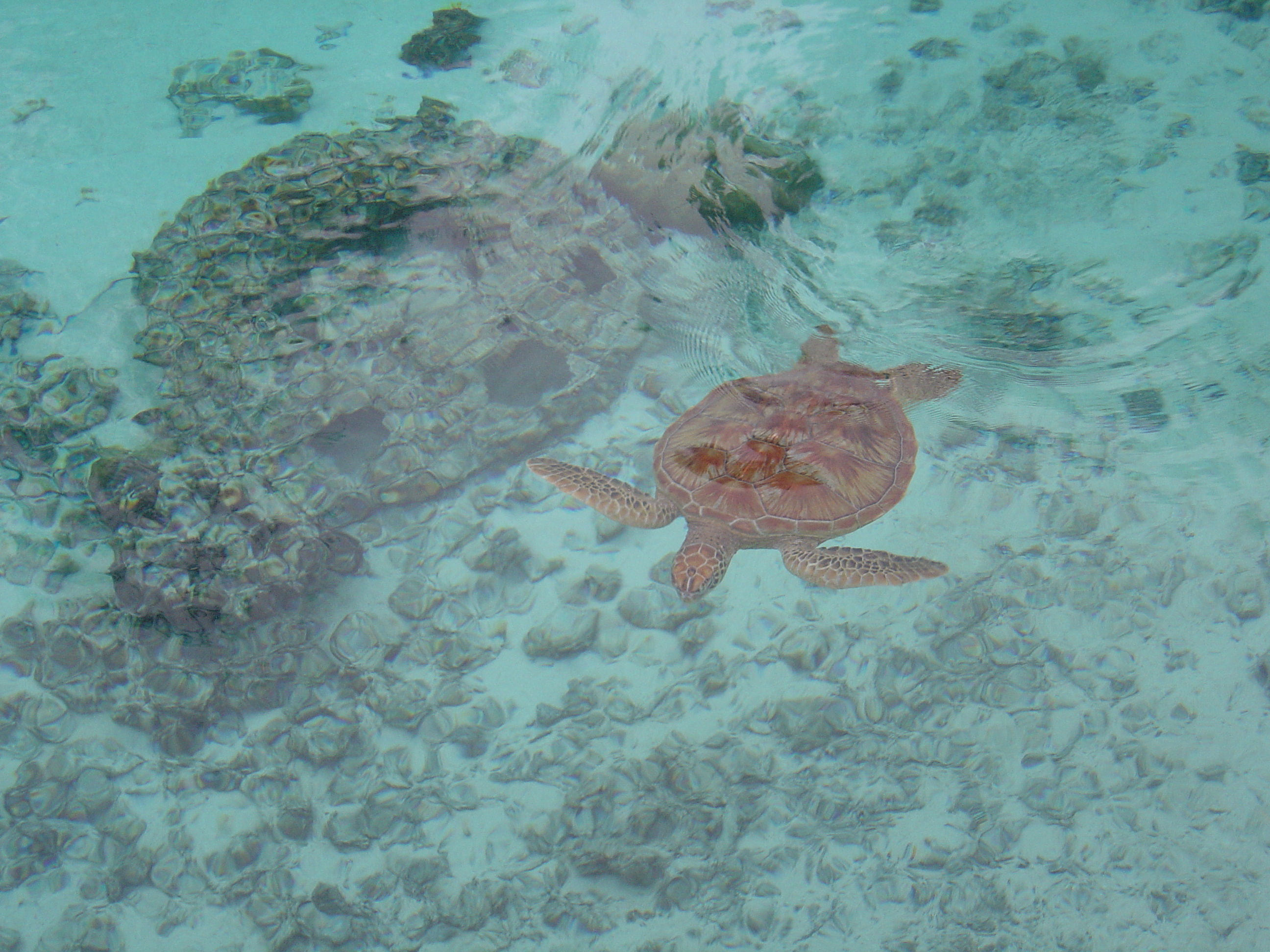 รูปถ่าย เฟรนช์โพลี่นีเซีย(Polynesia) โรงแรมเลอเมอริเดียน โบราโบรา(Meridien Bora Bora Hotel) 2006-04 195