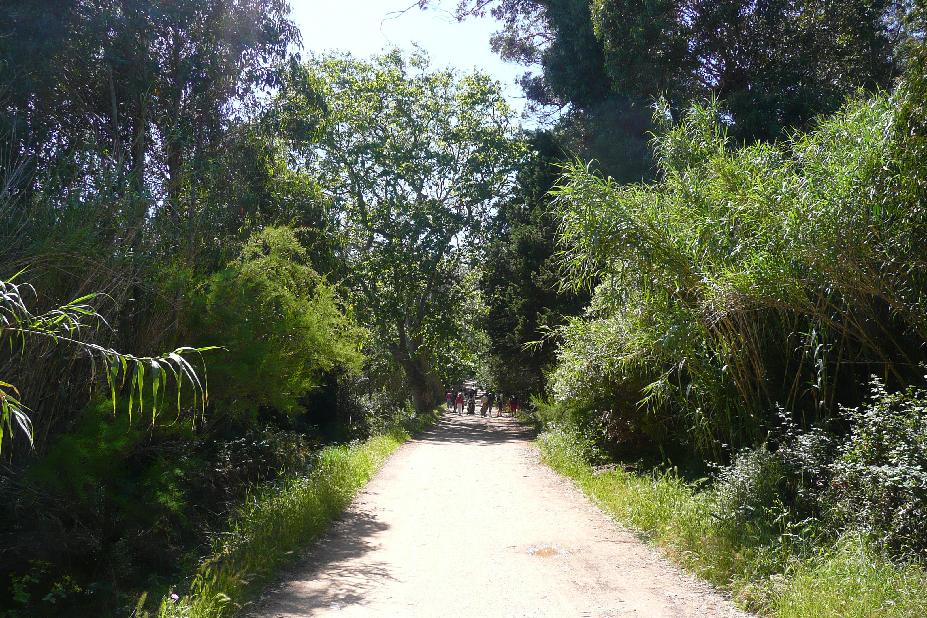 รูปถ่าย ฝรั่งเศส(France) เกาะปอร์เกอรอล(Porquerolles Island) ที่ราบกูร์ตาด(Plaine de la courtade) 2008-05 36