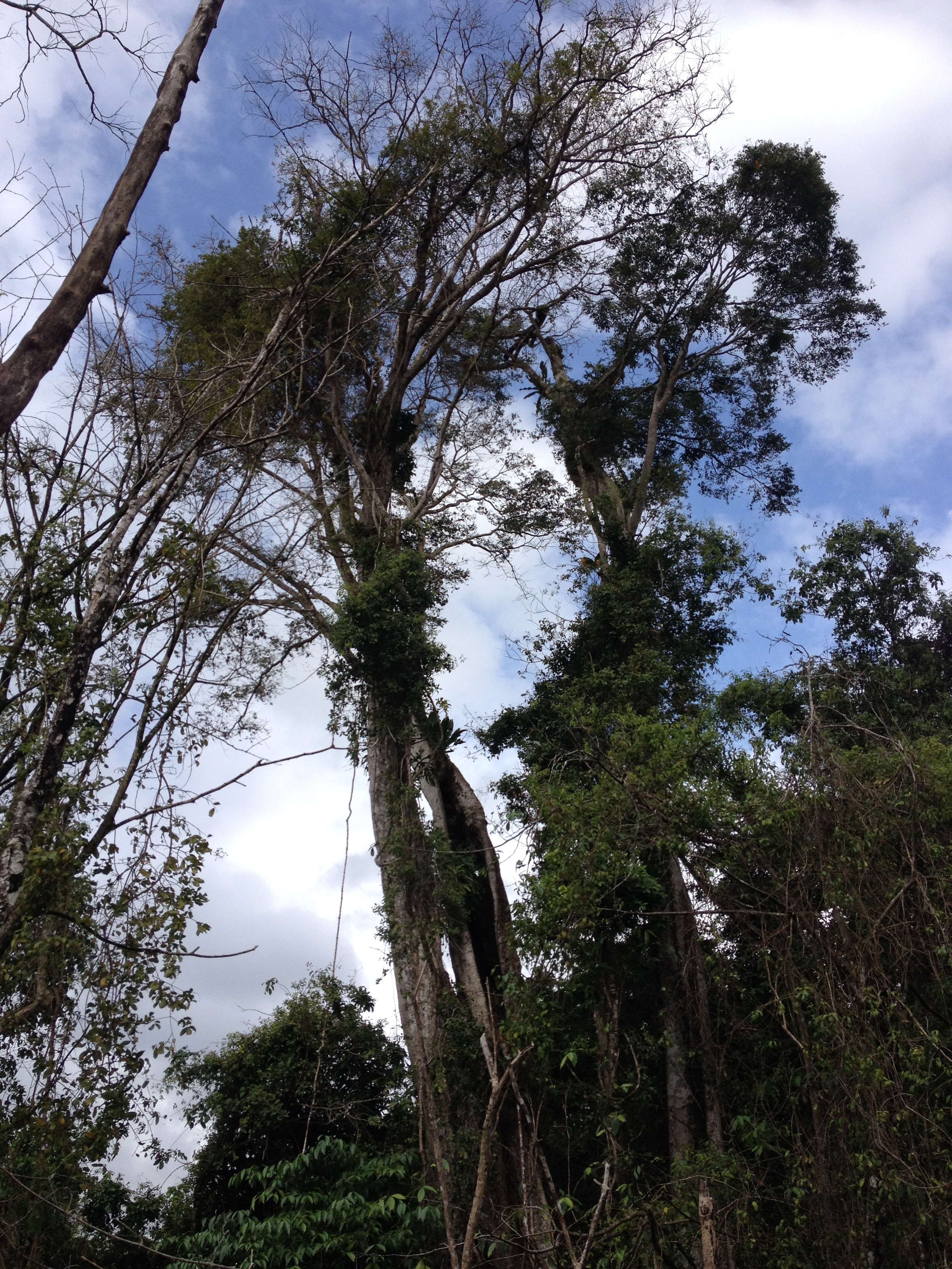 รูปถ่าย คอสตาริกา(Costa Rica) กาอุยตา(Cahuita) 2015-03 130