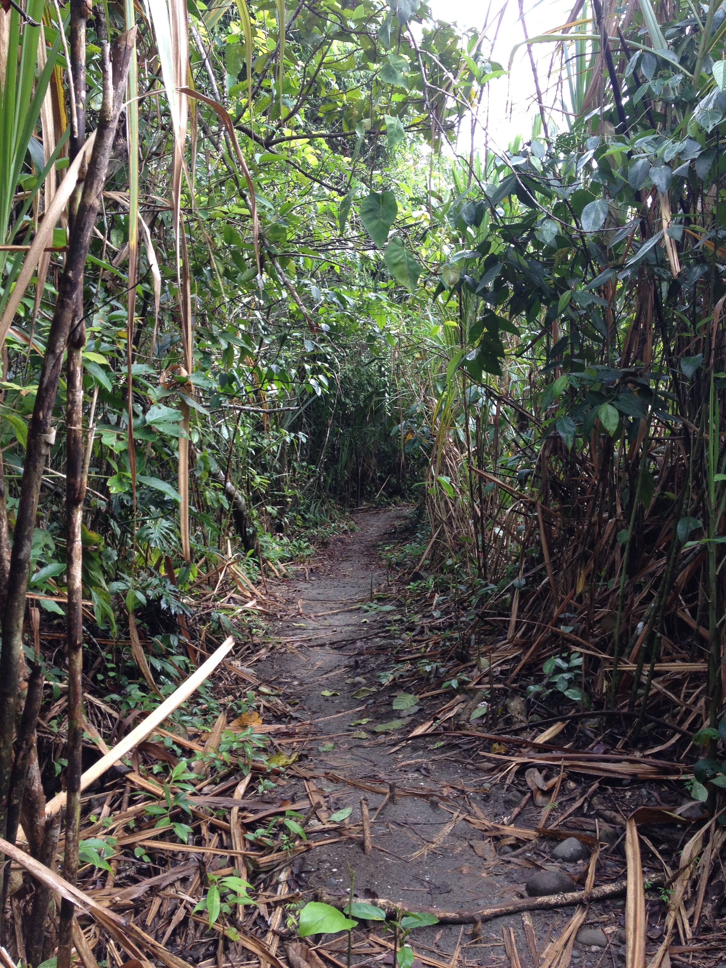 รูปถ่าย คอสตาริกา(Costa Rica) กาอุยตา(Cahuita) 2015-03 124