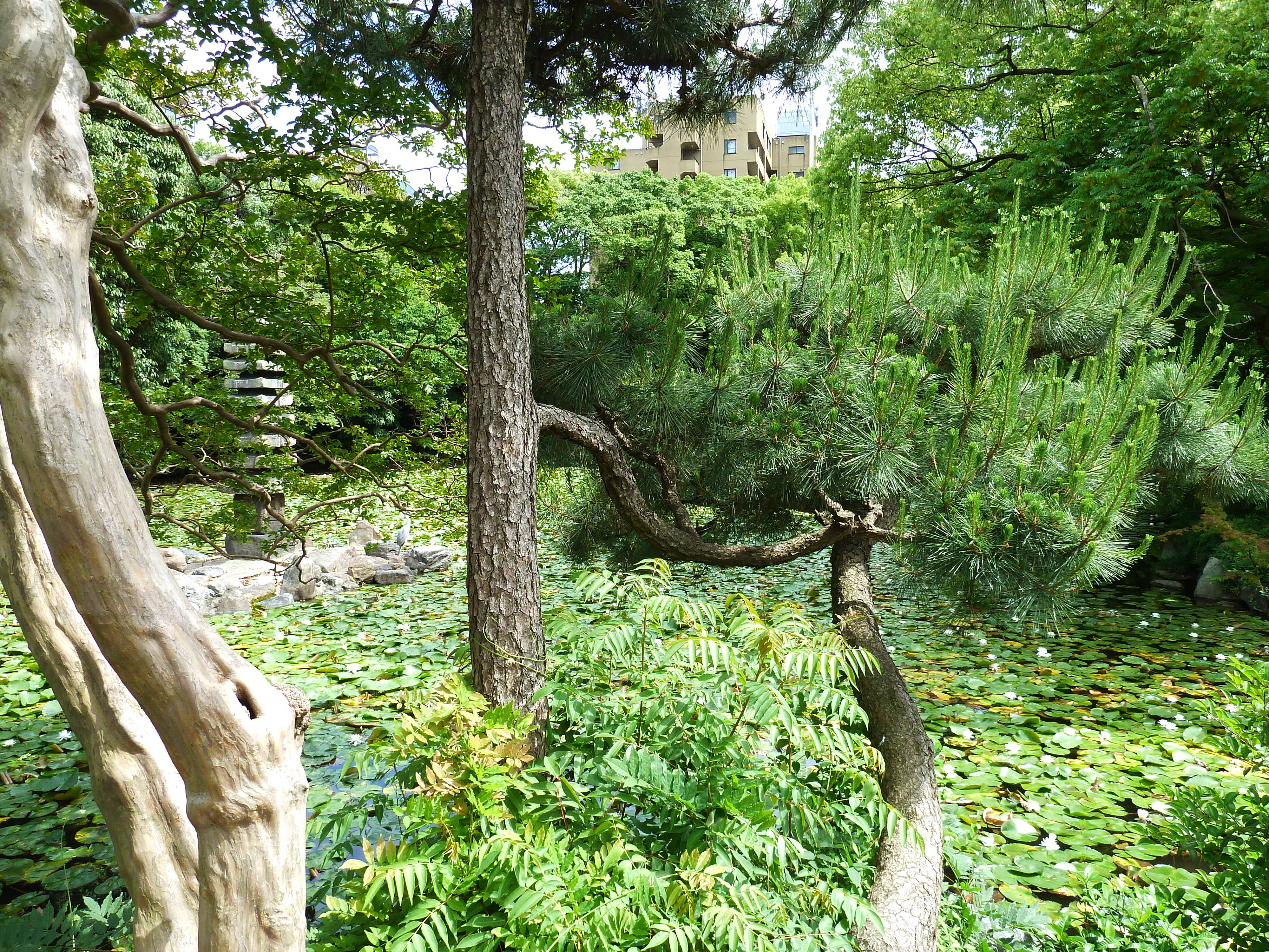 รูปถ่าย ญี่ปุ่น(Japan) เกียวโต(Kyoto) สวนโชเซเอ็ง(Shosei en Garden) 2010-06 45