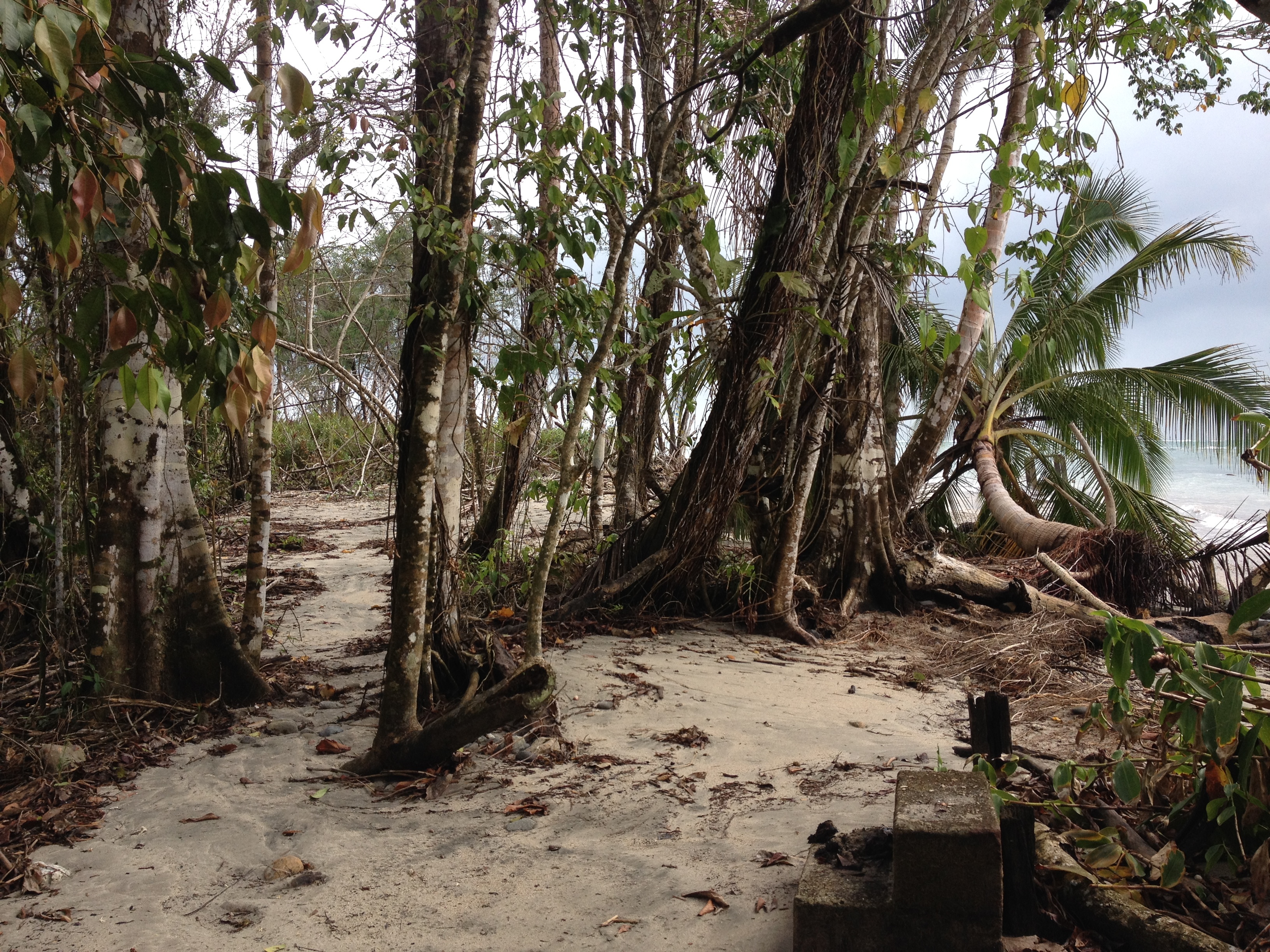 รูปถ่าย คอสตาริกา(Costa Rica) กาอุยตา(Cahuita) 2015-03 107