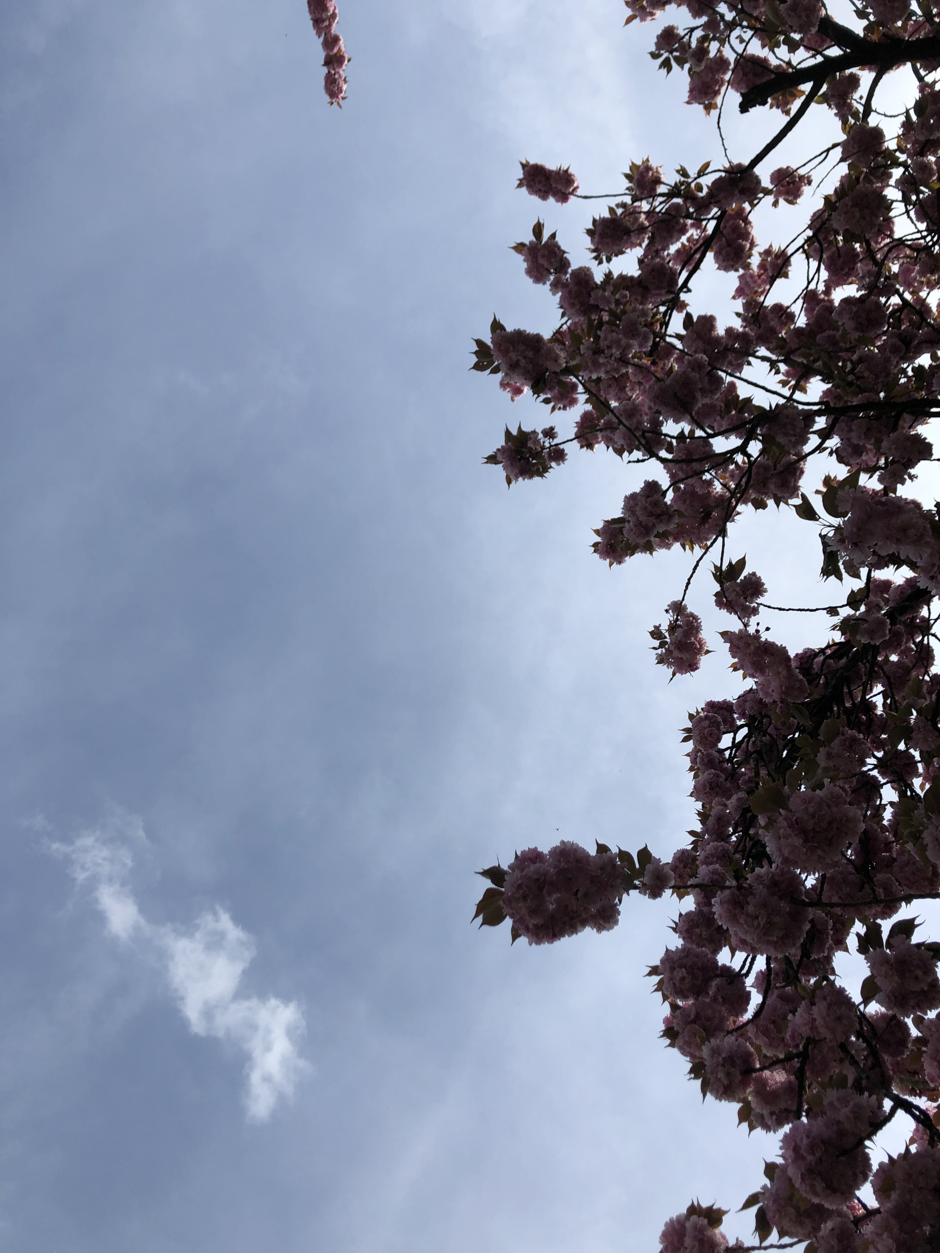 รูปถ่าย ฝรั่งเศส(France) สวนโซ(Parc de Sceaux) 2019-04 45