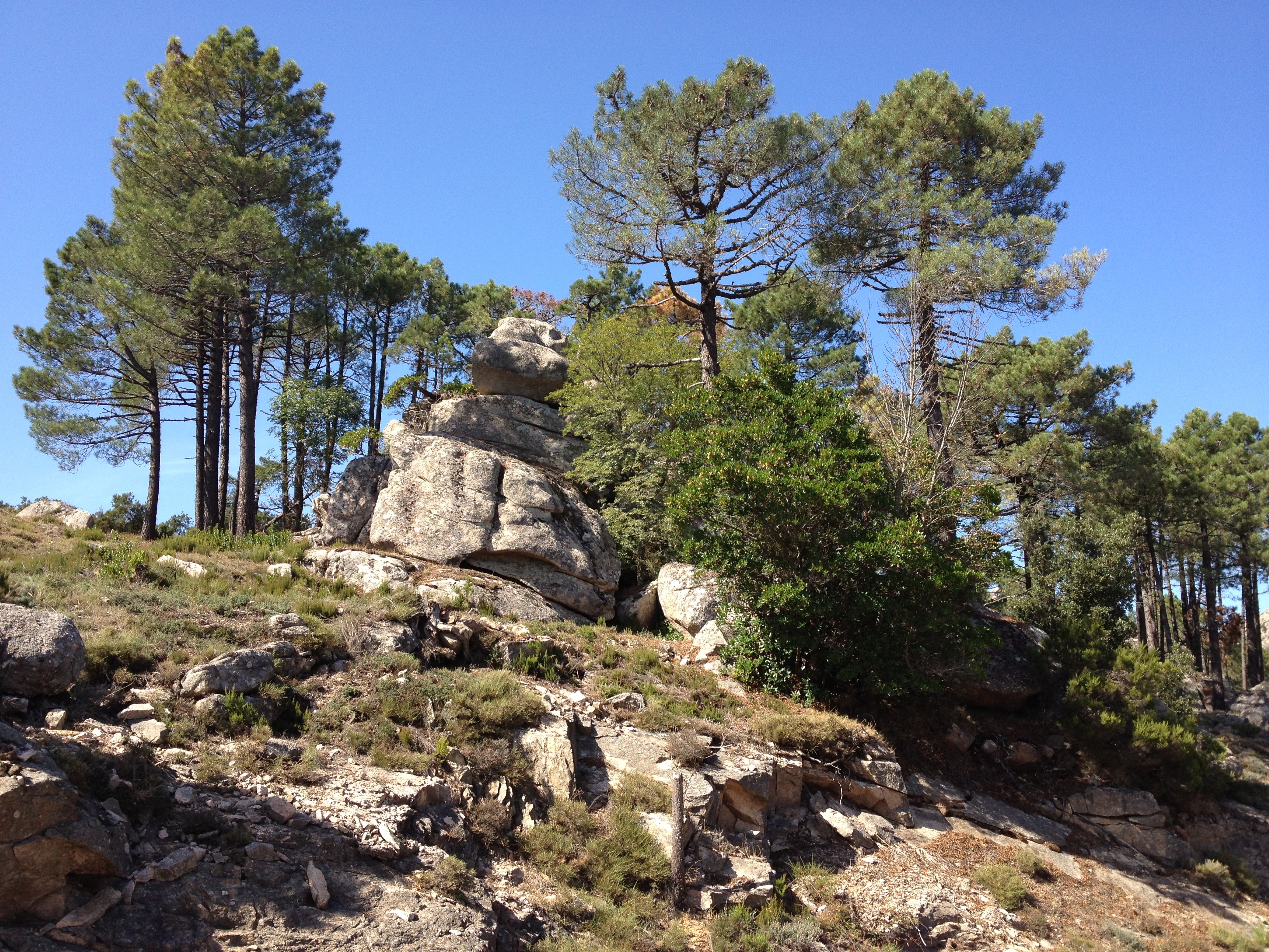 รูปถ่าย ฝรั่งเศส(France) คอร์สิคา(Corsica) ป่าลอสเปดาเล(L'ospedale Forest) 2012-09 11