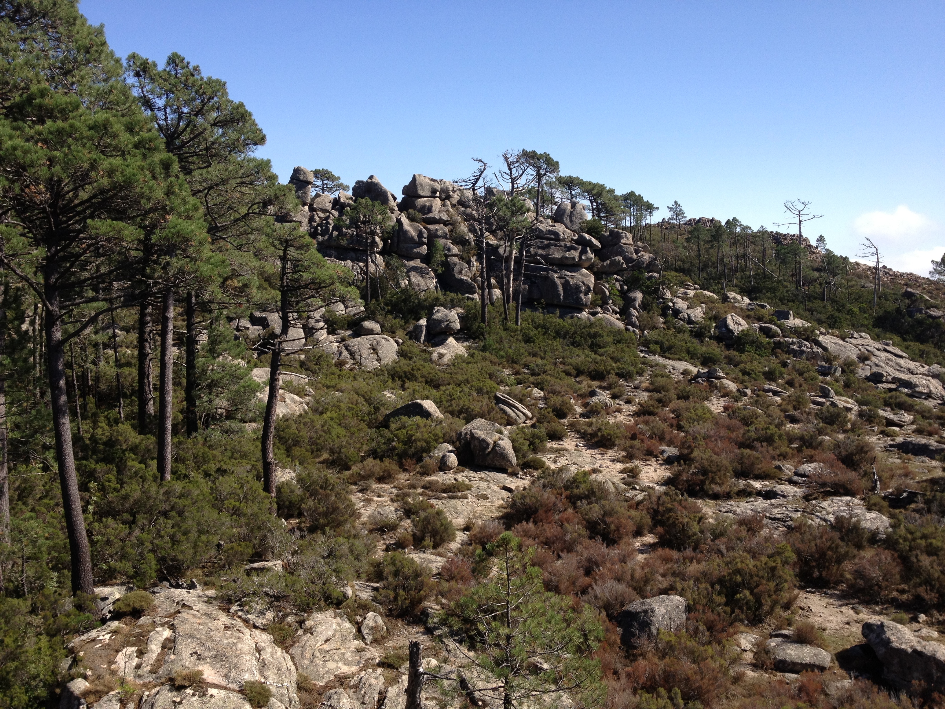 รูปถ่าย ฝรั่งเศส(France) คอร์สิคา(Corsica) ป่าลอสเปดาเล(L'ospedale Forest) 2012-09 50