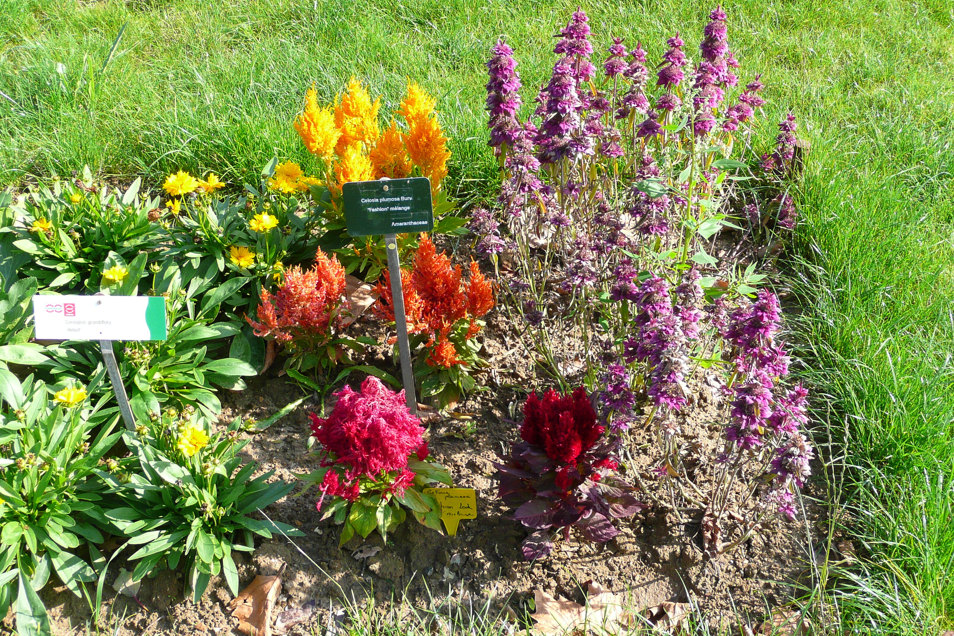 รูปถ่าย ฝรั่งเศส(France) ปารีส(Paris) สวนพันธ์ุพืช(Jardin des Plantes) 2007-08 174
