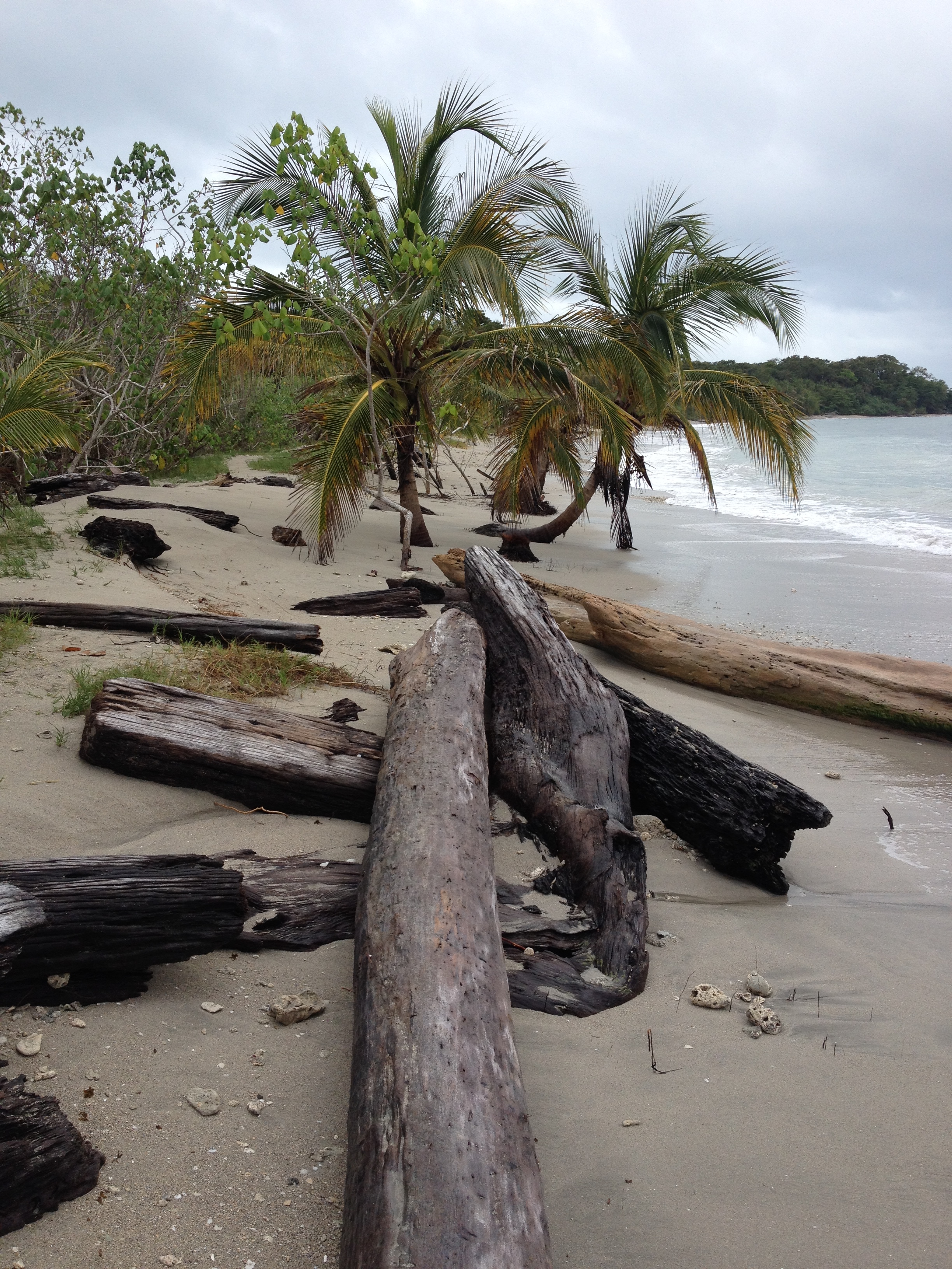 รูปถ่าย คอสตาริกา(Costa Rica) กาอุยตา(Cahuita) 2015-03 234