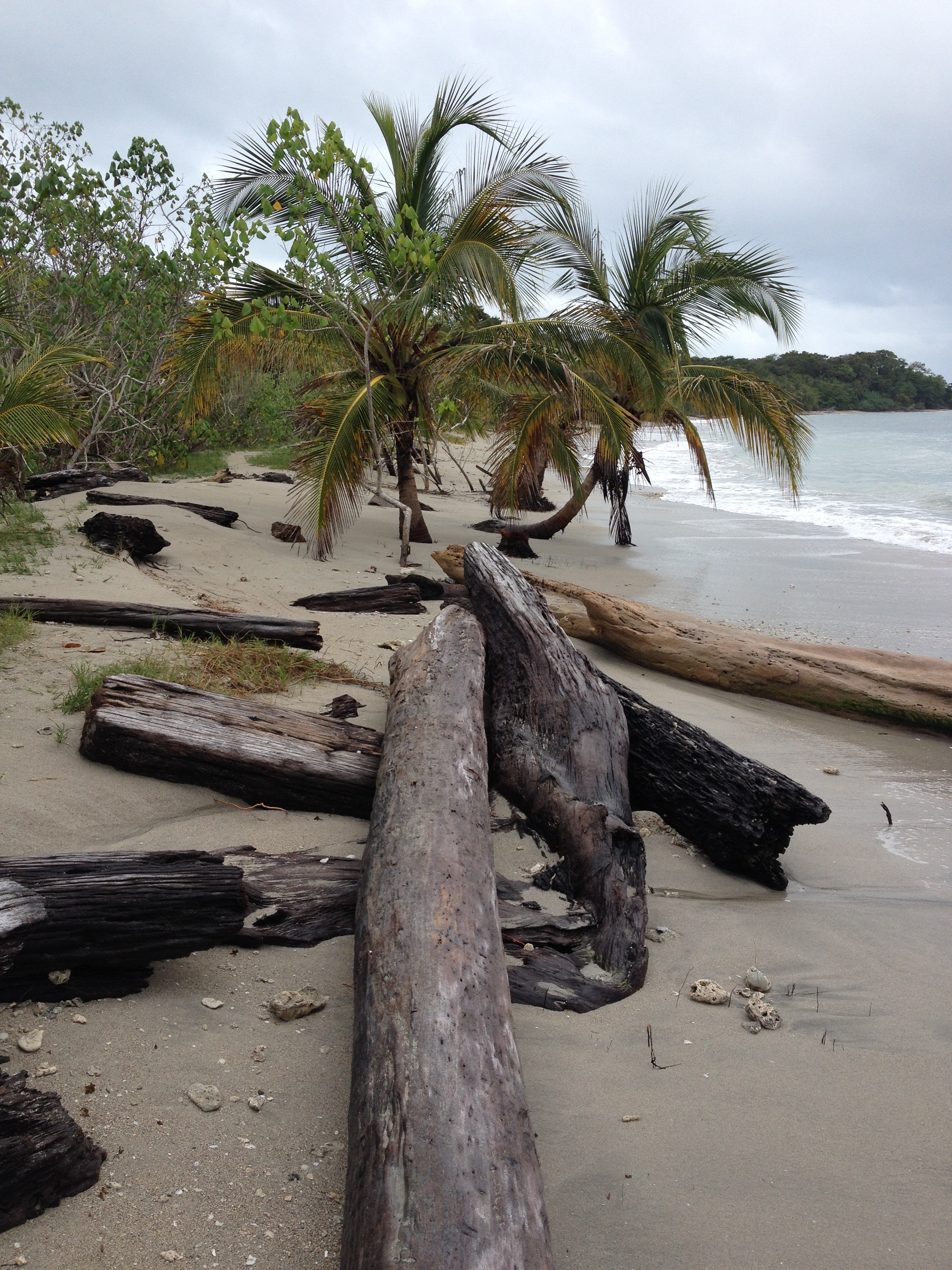 รูปถ่าย คอสตาริกา(Costa Rica) กาอุยตา(Cahuita) 2015-03 237