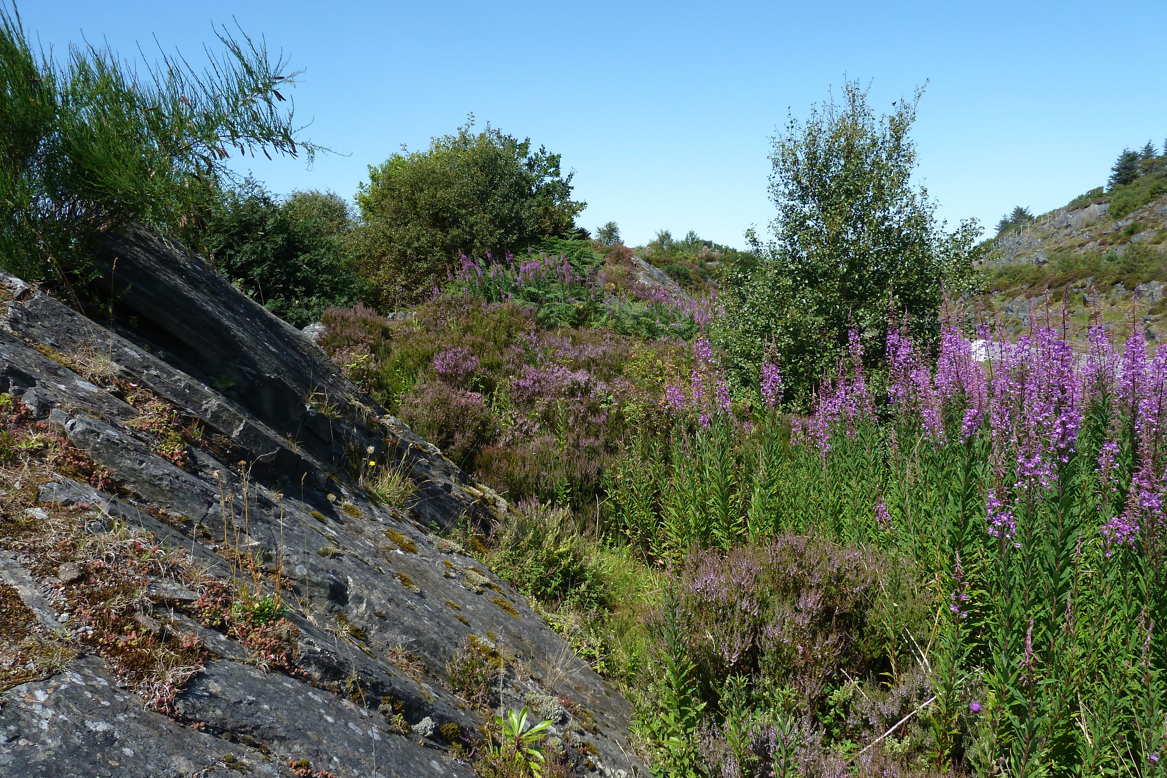 รูปถ่าย อังกฤษ(United Kingdom) สกอตแลนด์(Scotland) ชายฝั่งแอริเซก(Arisaig coast) 2011-07 78