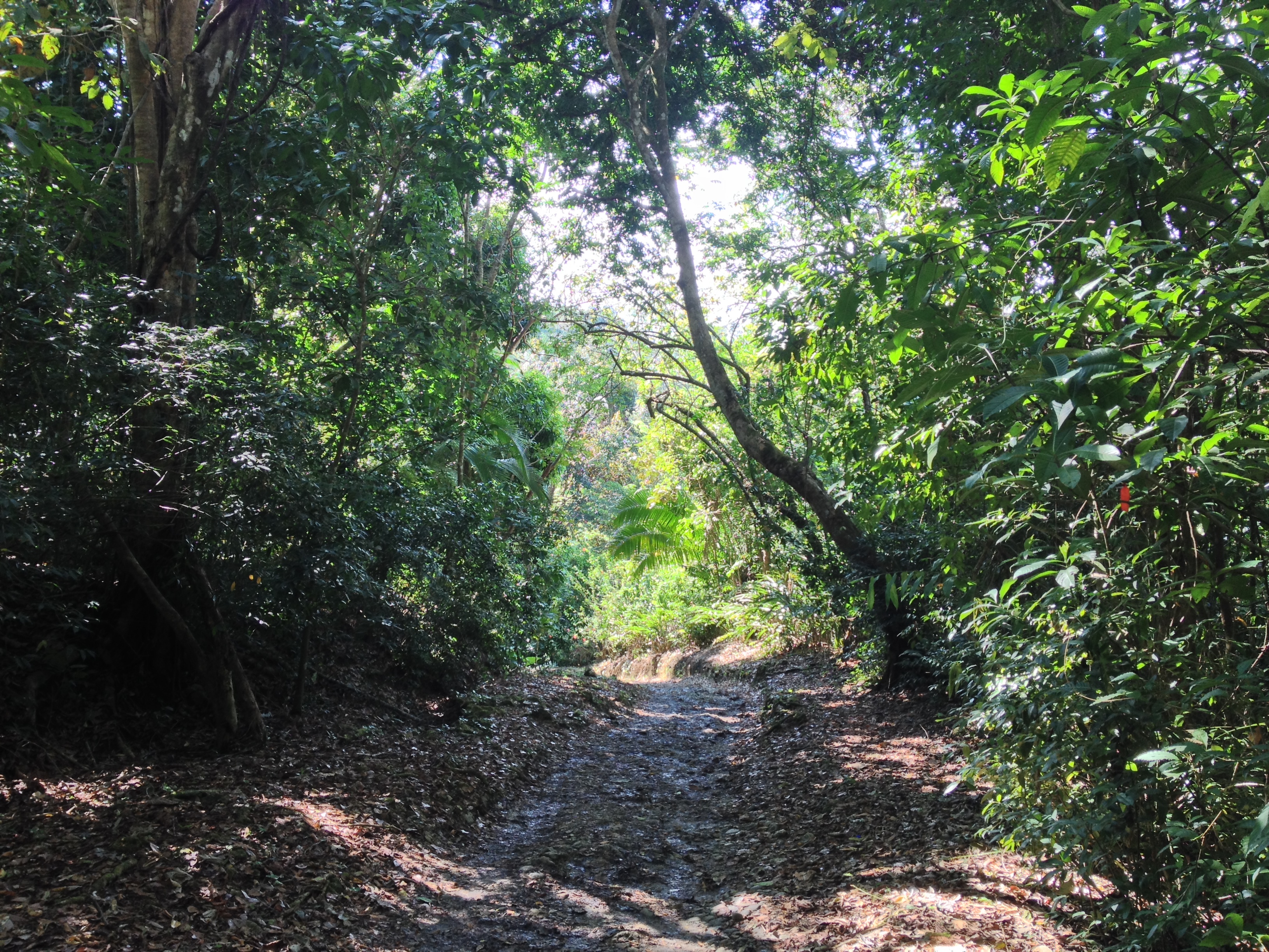 รูปถ่าย คอสตาริกา(Costa Rica) มานวยล์อันโตนีโอ(Manuel Antonio) 2015-03 93