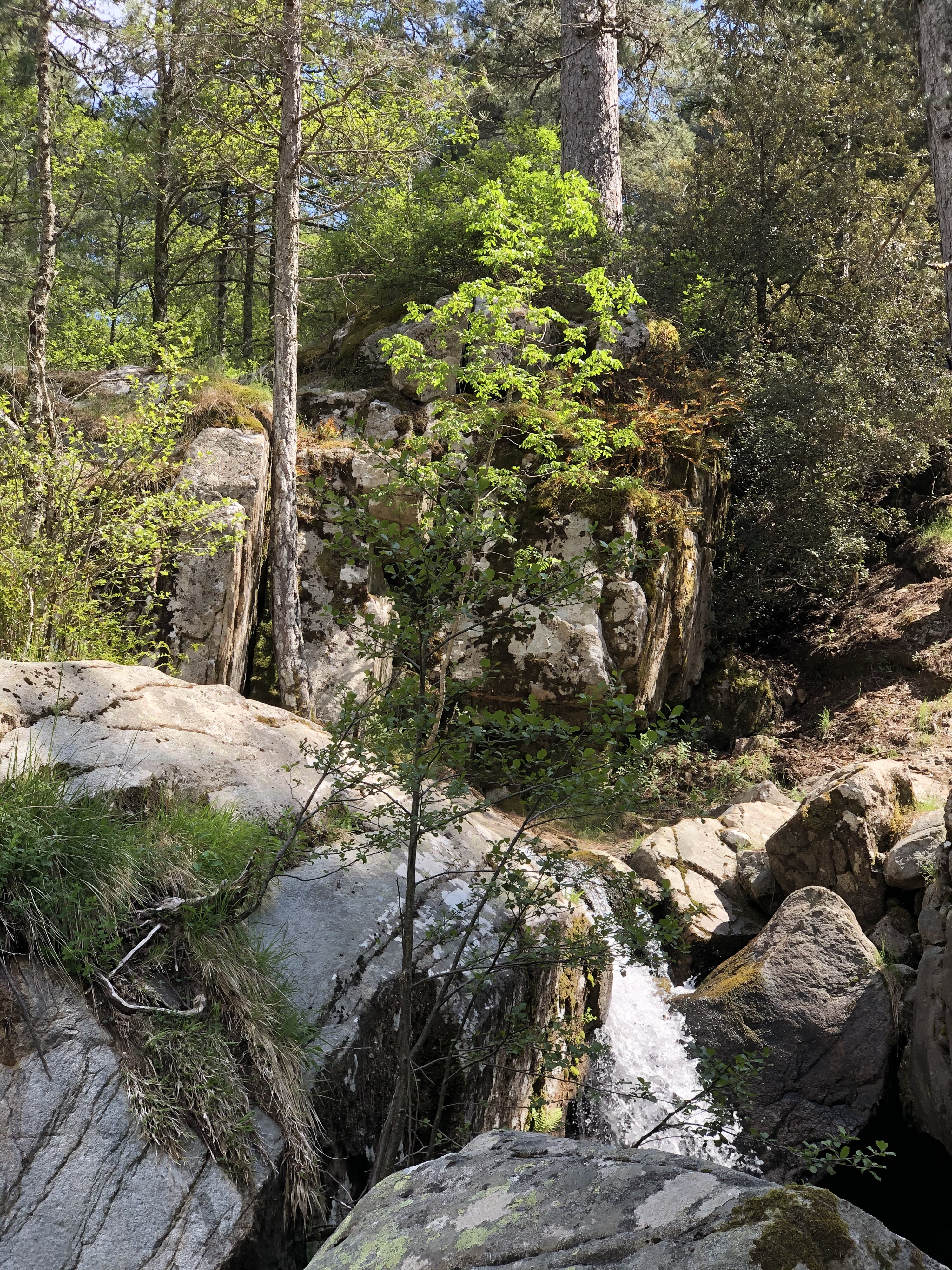 รูปถ่าย ฝรั่งเศส(France) คอร์สิคา(Corsica) ป่าไอโตเน(Aitone Forest) 2021-06 34