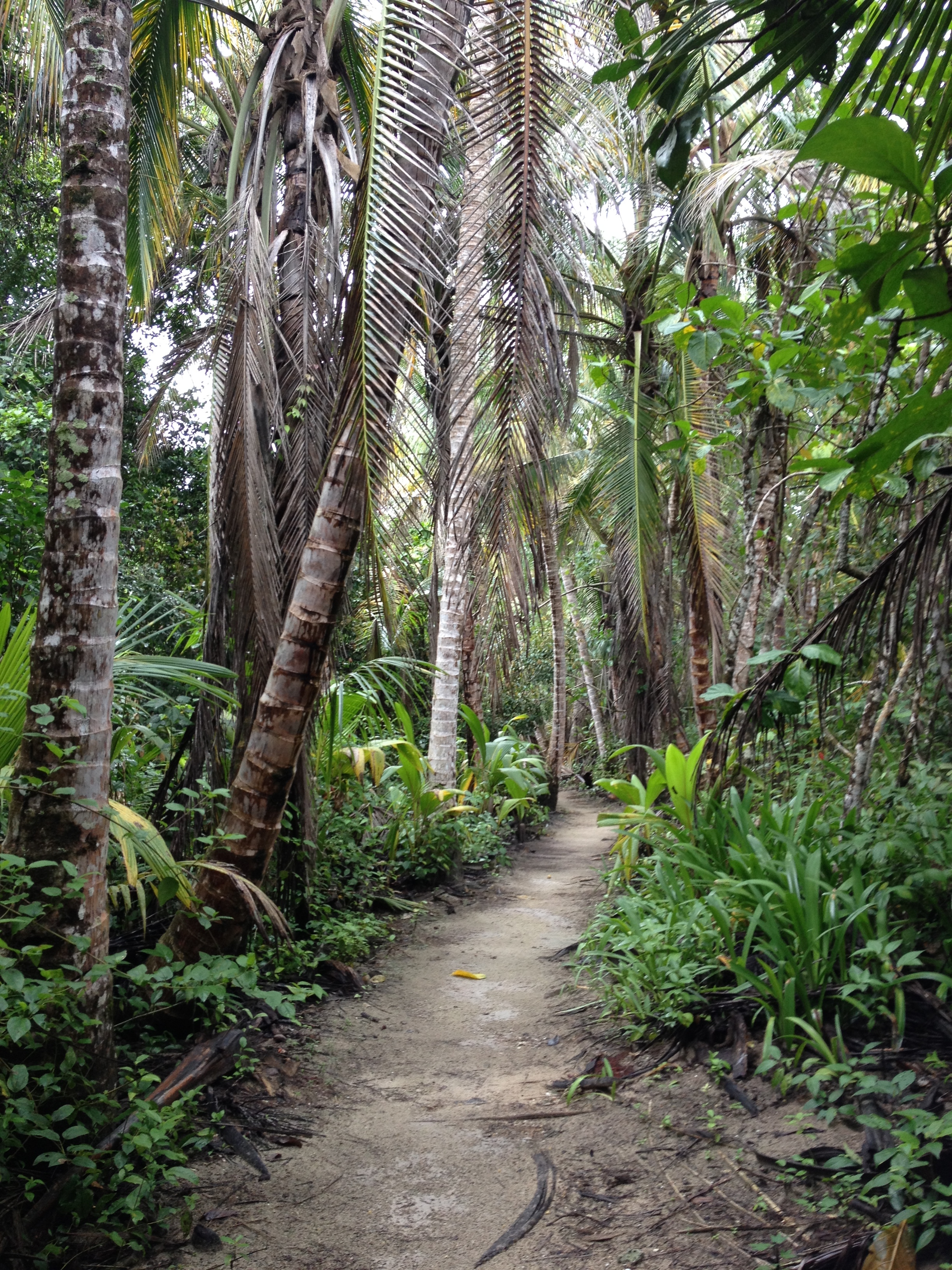รูปถ่าย คอสตาริกา(Costa Rica) กาอุยตา(Cahuita) 2015-03 8