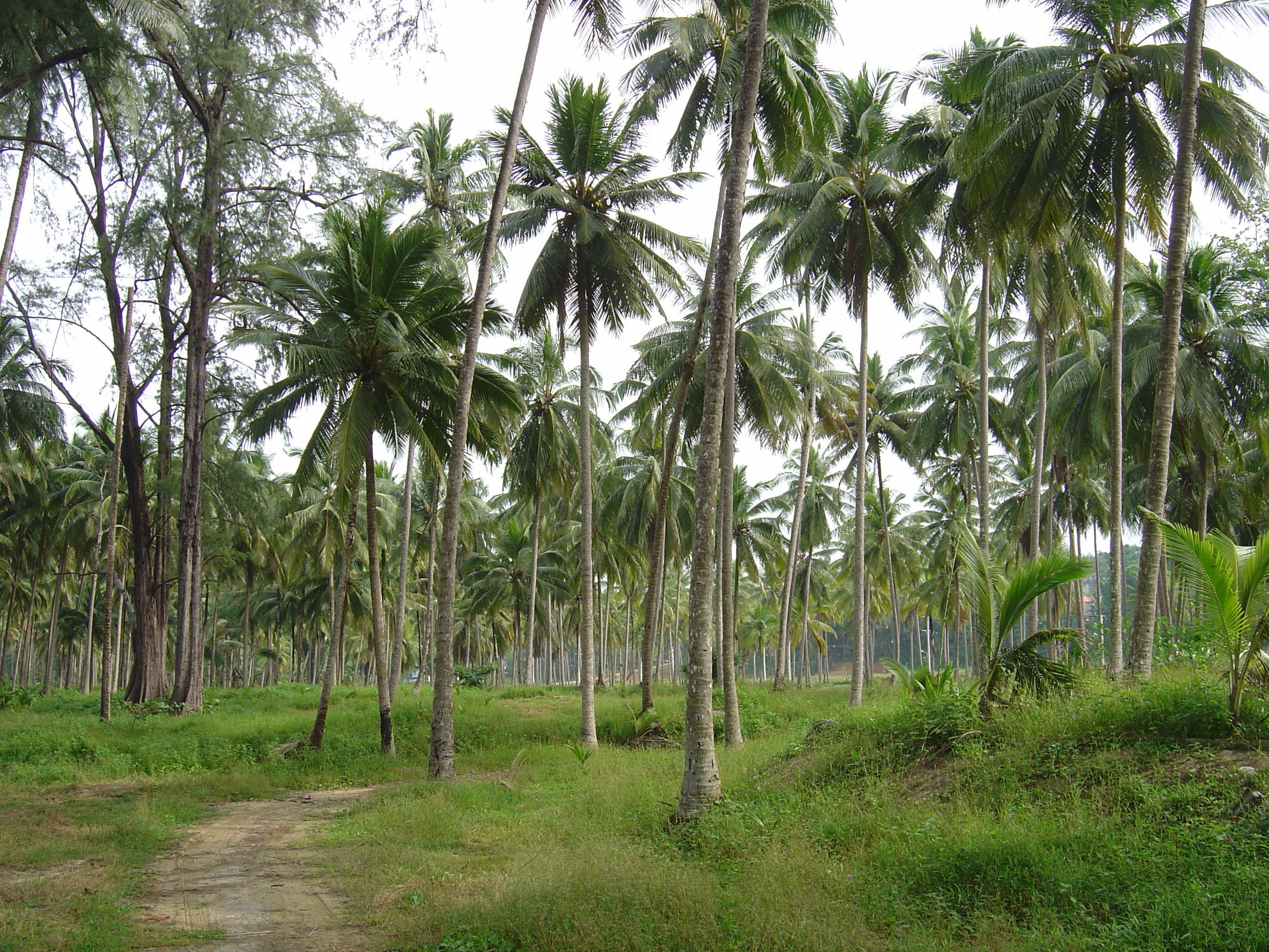 รูปถ่าย ไทย(Thailand) เขาหลัก(Khao Lak) หาดบางสัก(Bang Sak Beach) 2005-12 33