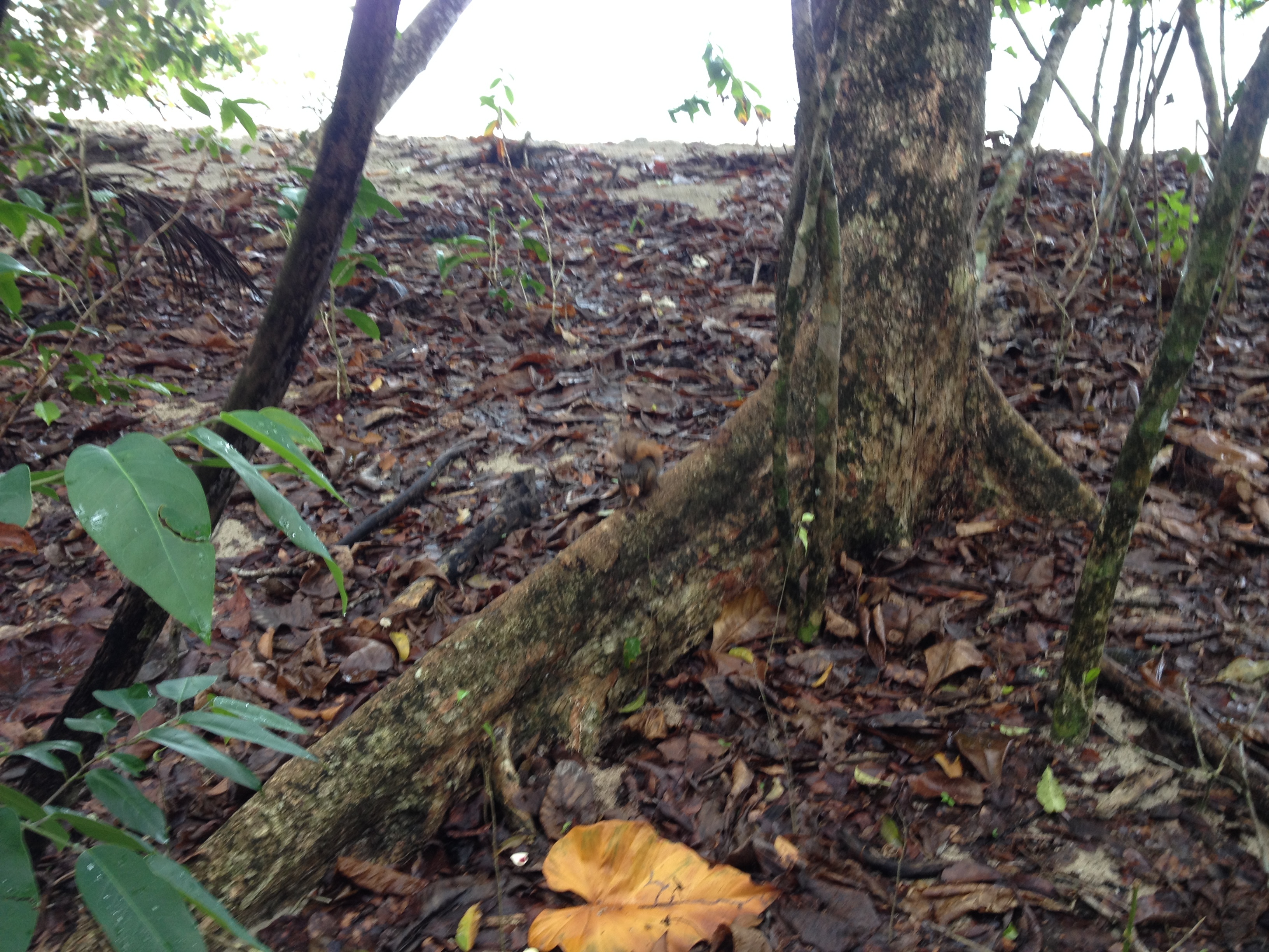 รูปถ่าย คอสตาริกา(Costa Rica) กาอุยตา(Cahuita) 2015-03 236