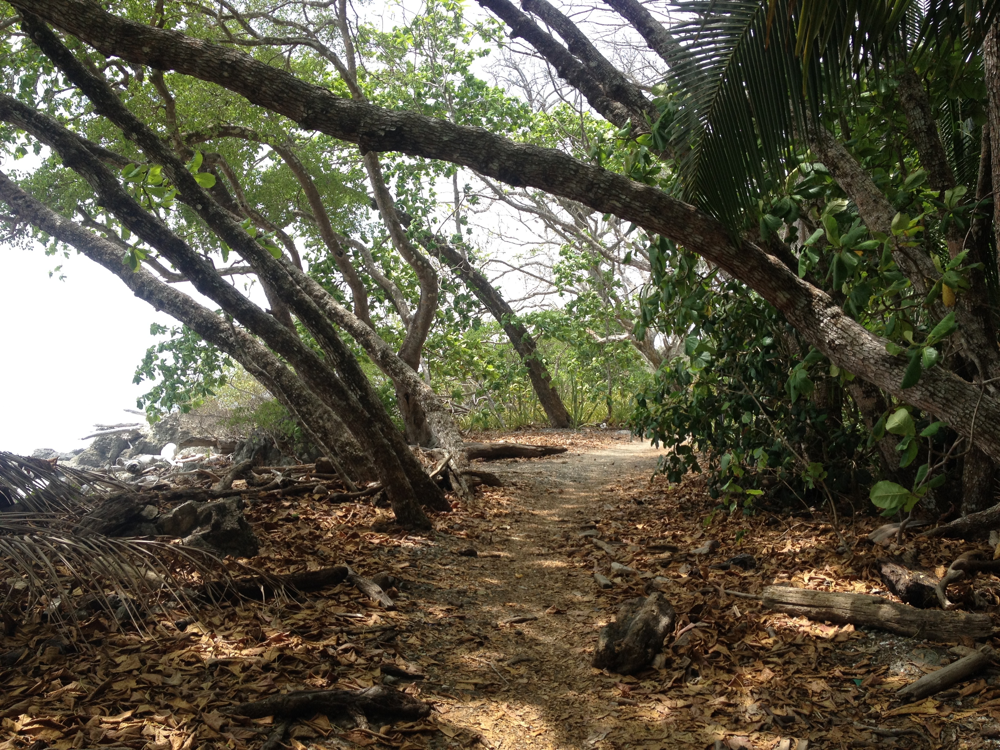 รูปถ่าย คอสตาริกา(Costa Rica) มอนเตซูมา(Montezuma) 2015-03 451