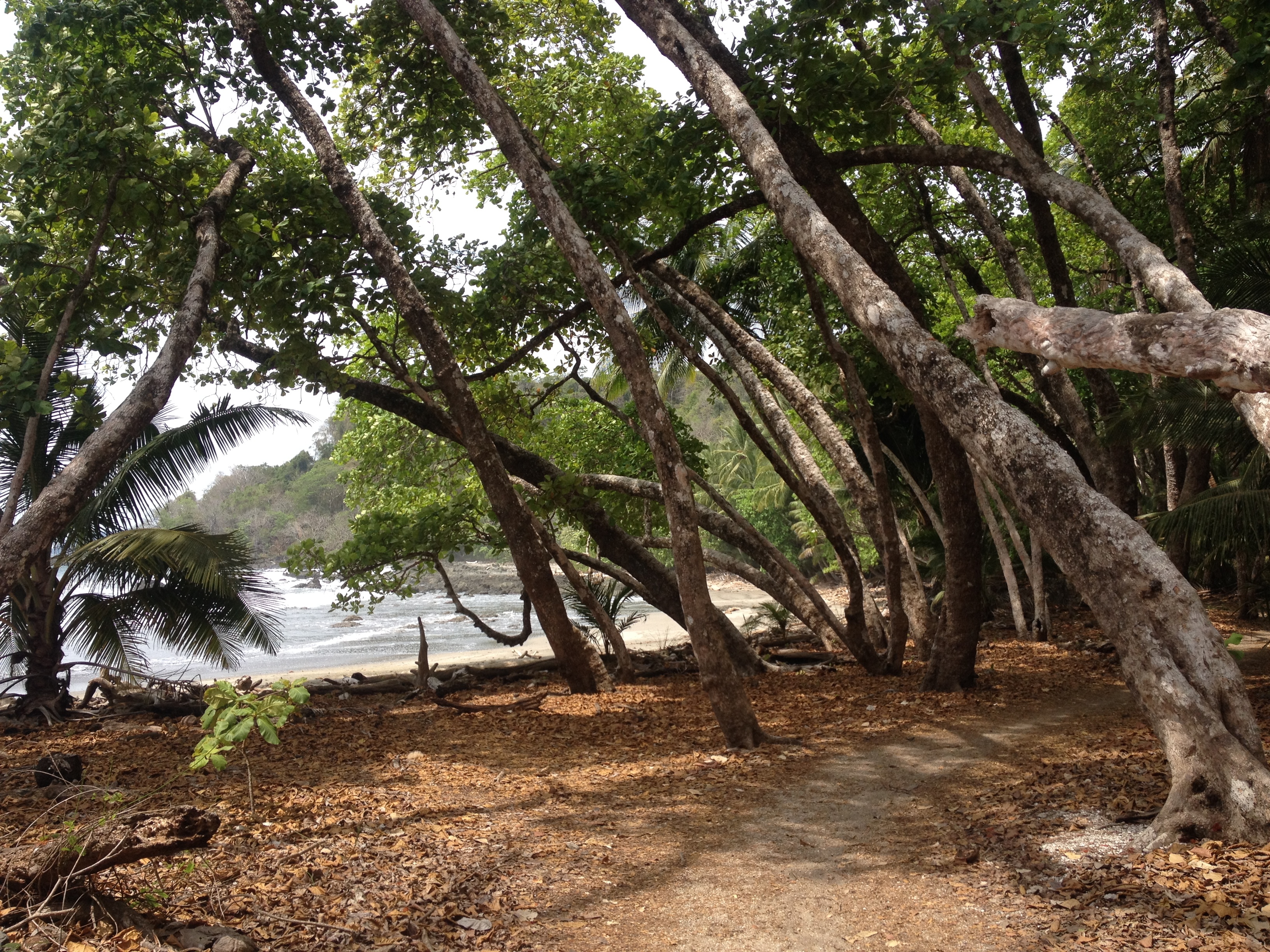 รูปถ่าย คอสตาริกา(Costa Rica) 2015-03 65