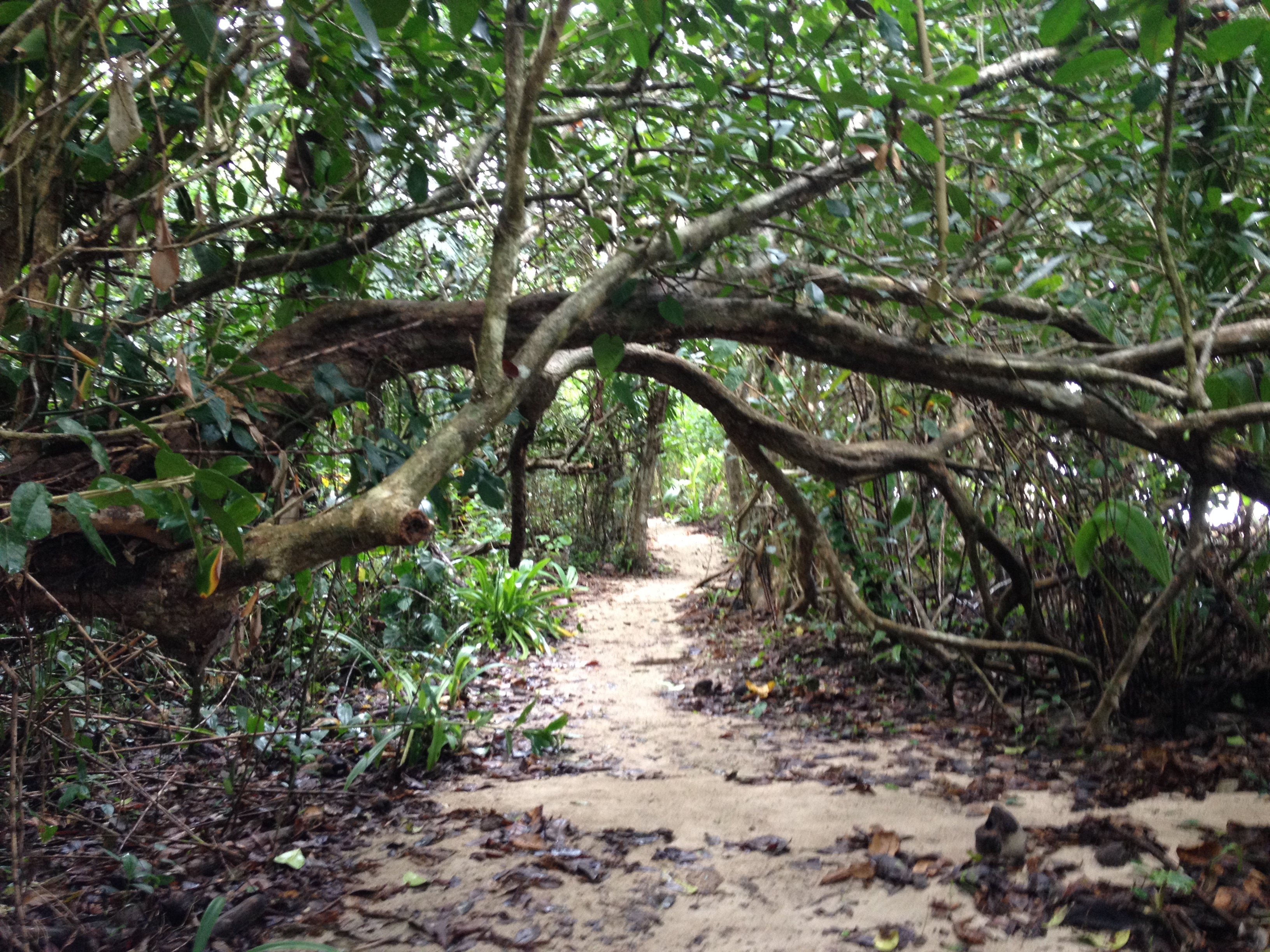 รูปถ่าย คอสตาริกา(Costa Rica) กาอุยตา(Cahuita) 2015-03 264