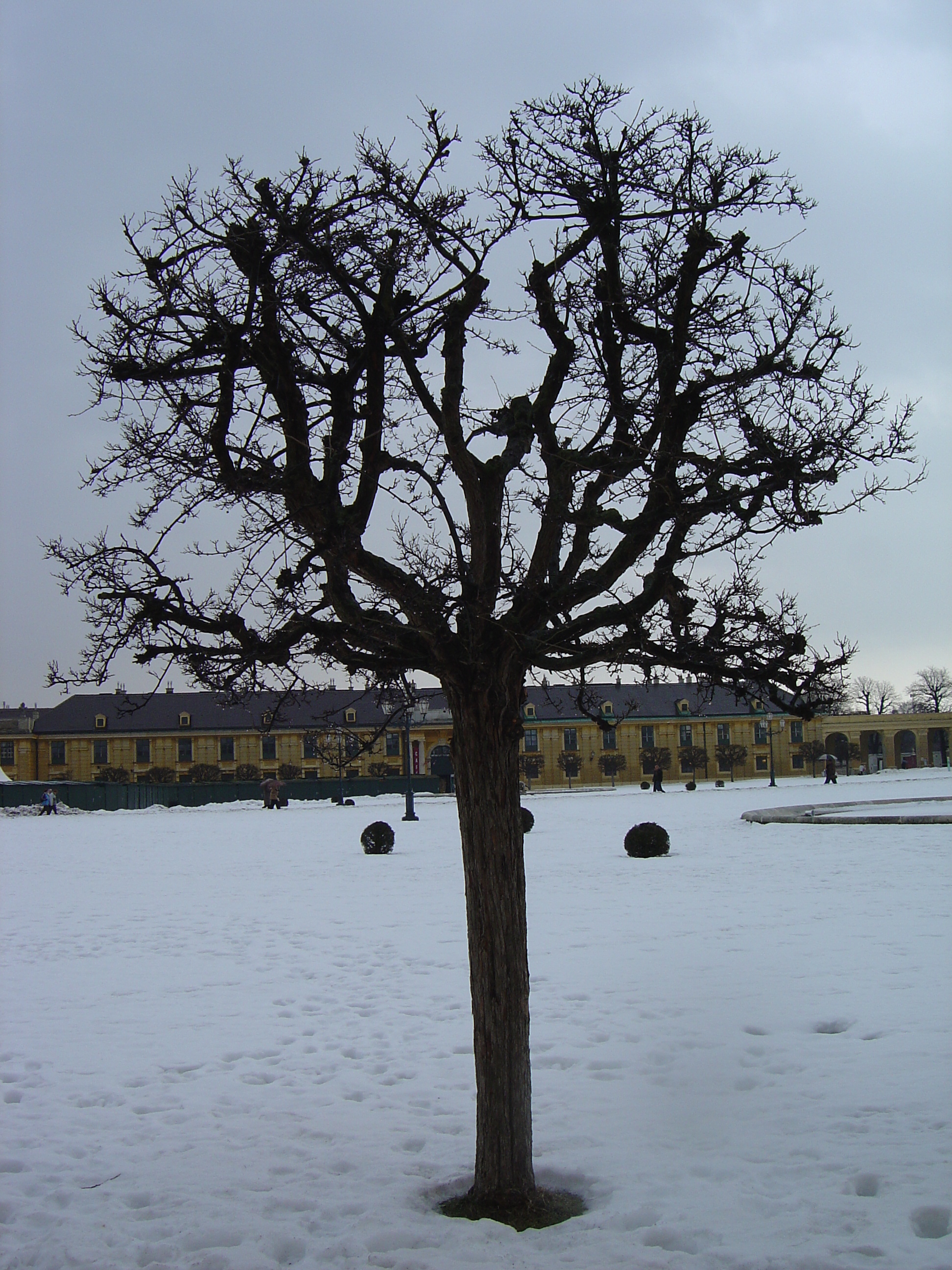 รูปถ่าย ออสเตรีย(Austria) เวียนนา(Vienna) 2005-03 7